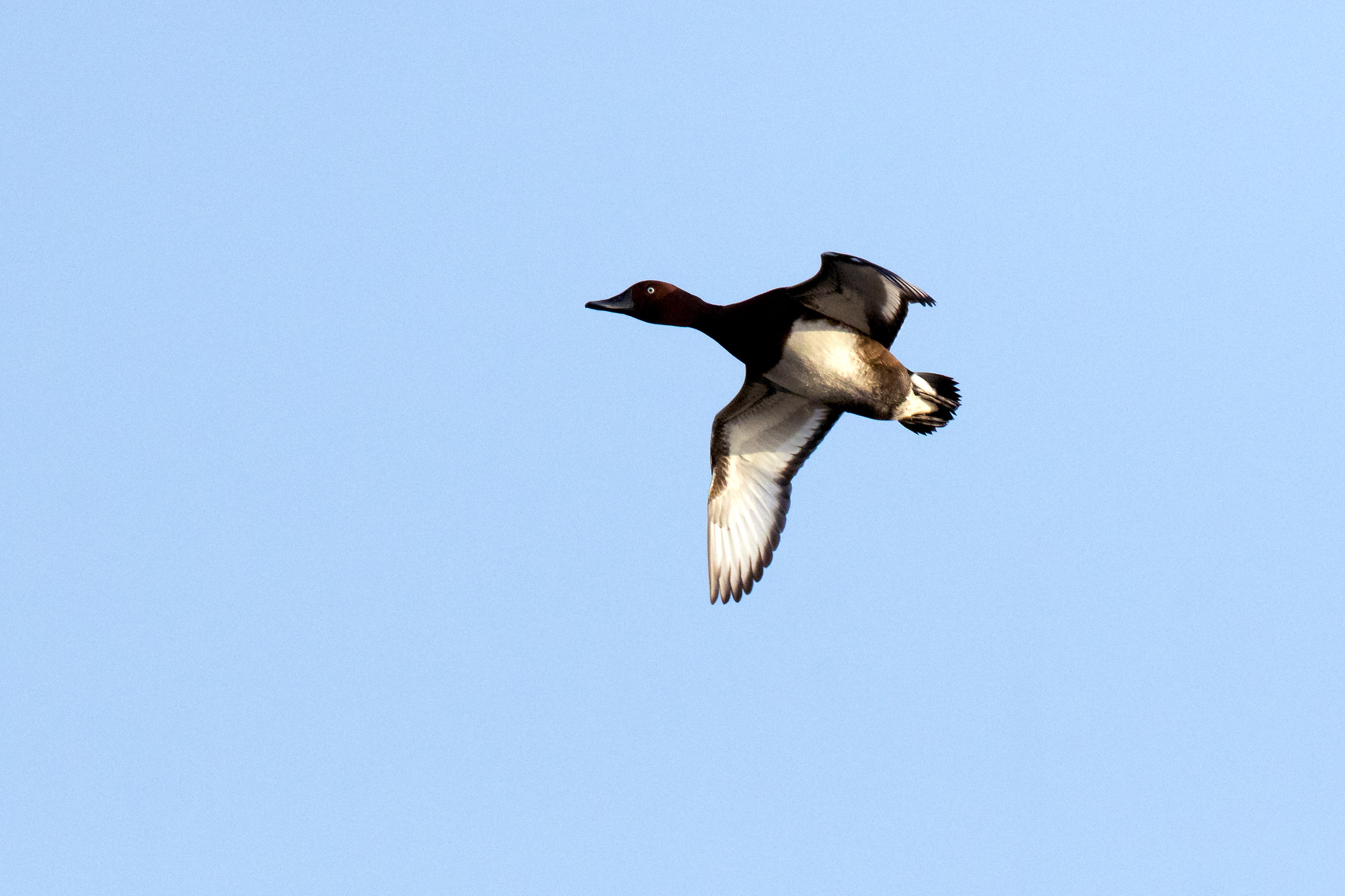 Ferruginous Duck in flight
