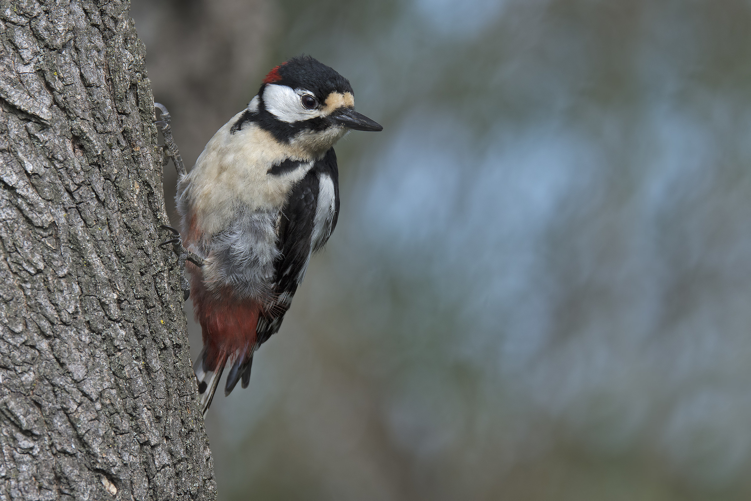 Picchio rosso maggiore maschio (Dendrocopos major)