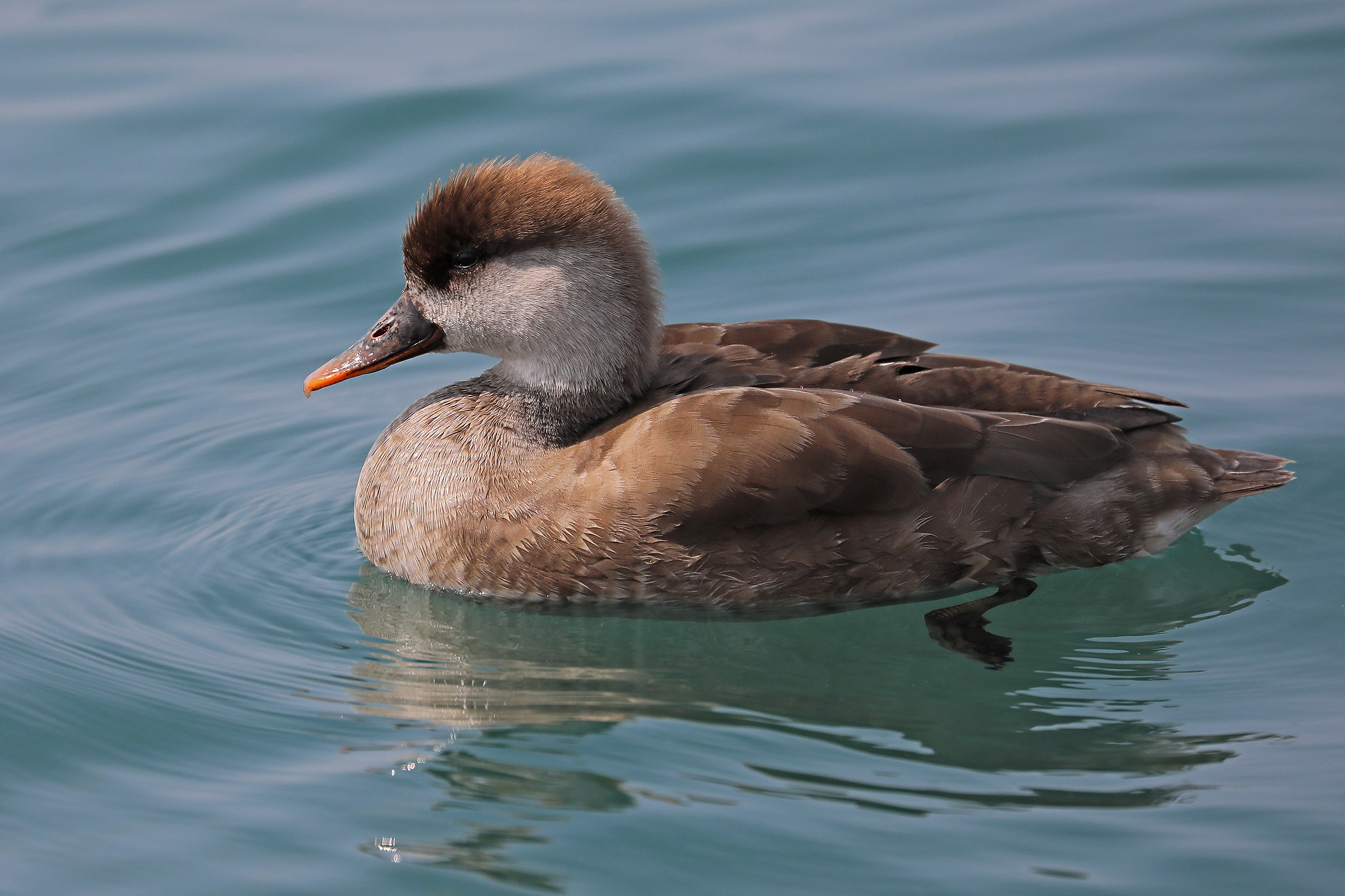 Fistione turkish female
