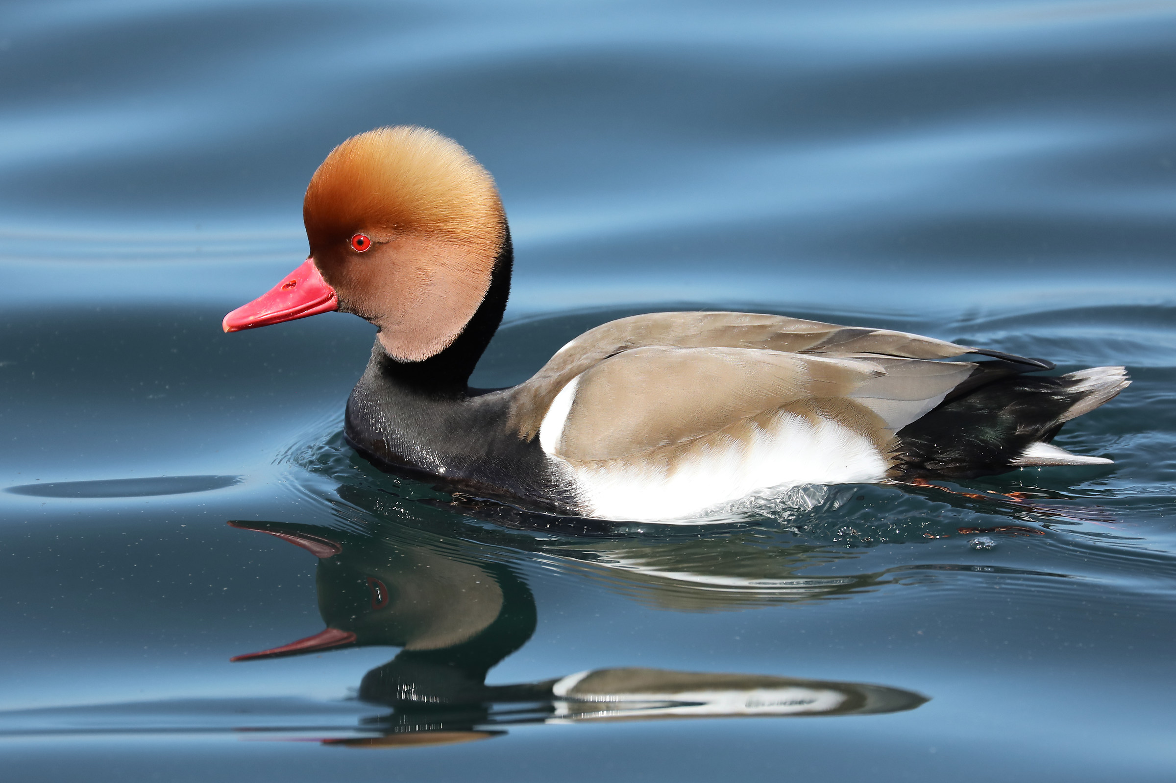 Fistione turkish male in nuptial plumage