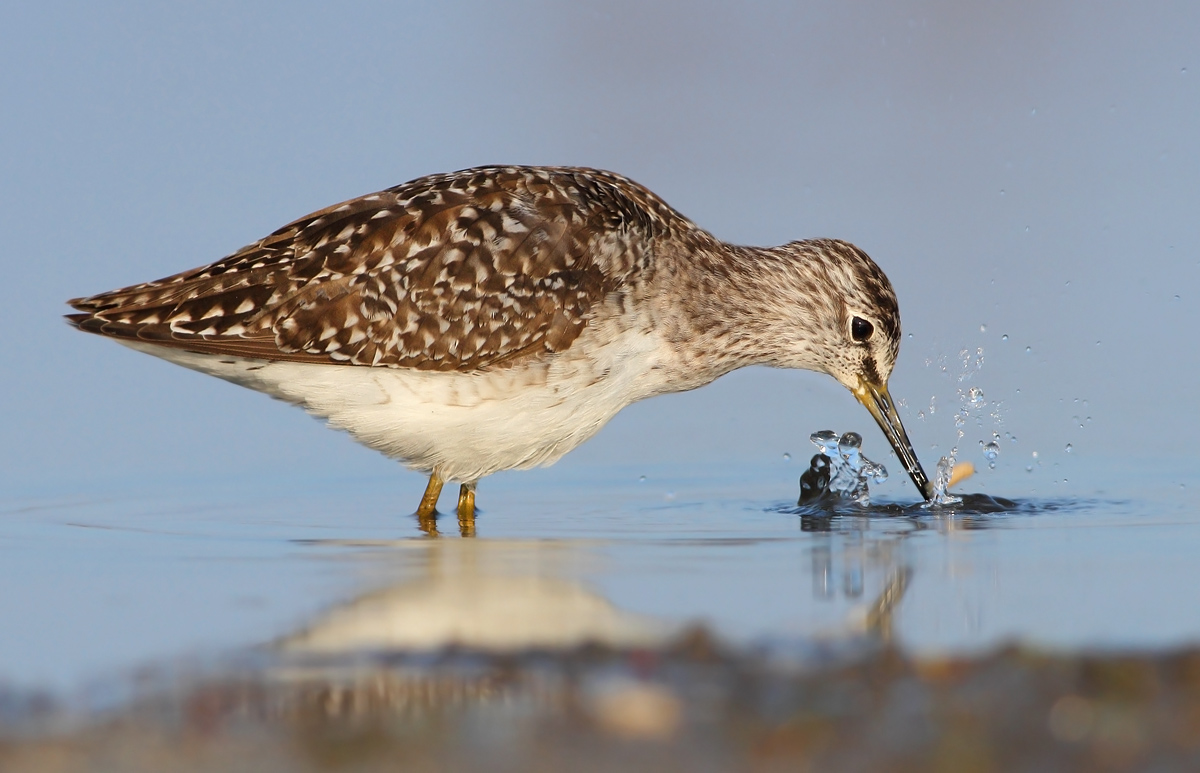 Wood Sandpiper