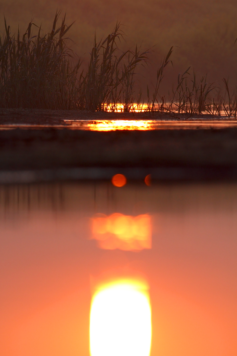 Sunrise in the swamp