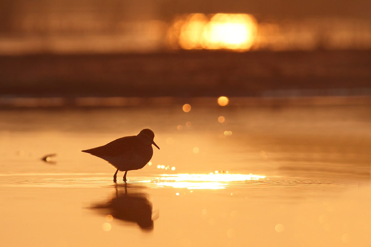 Wood Sandpiper