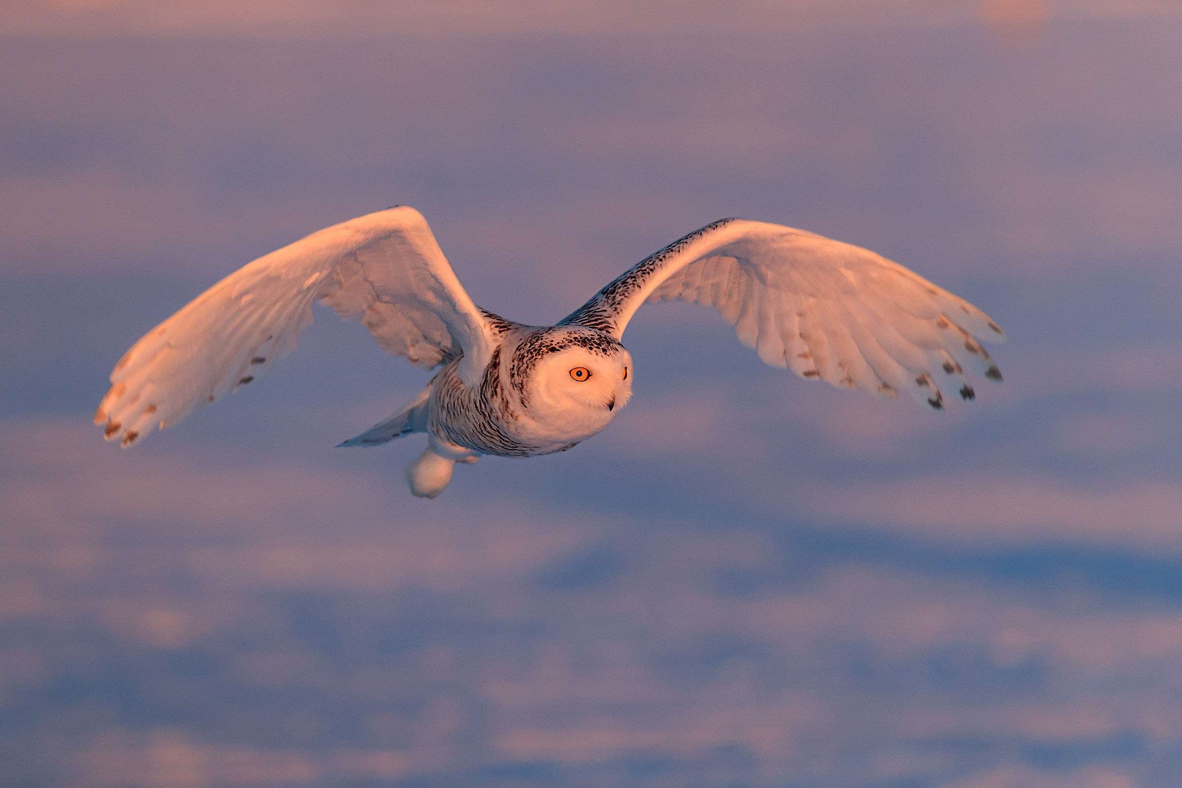 In the light of sunset