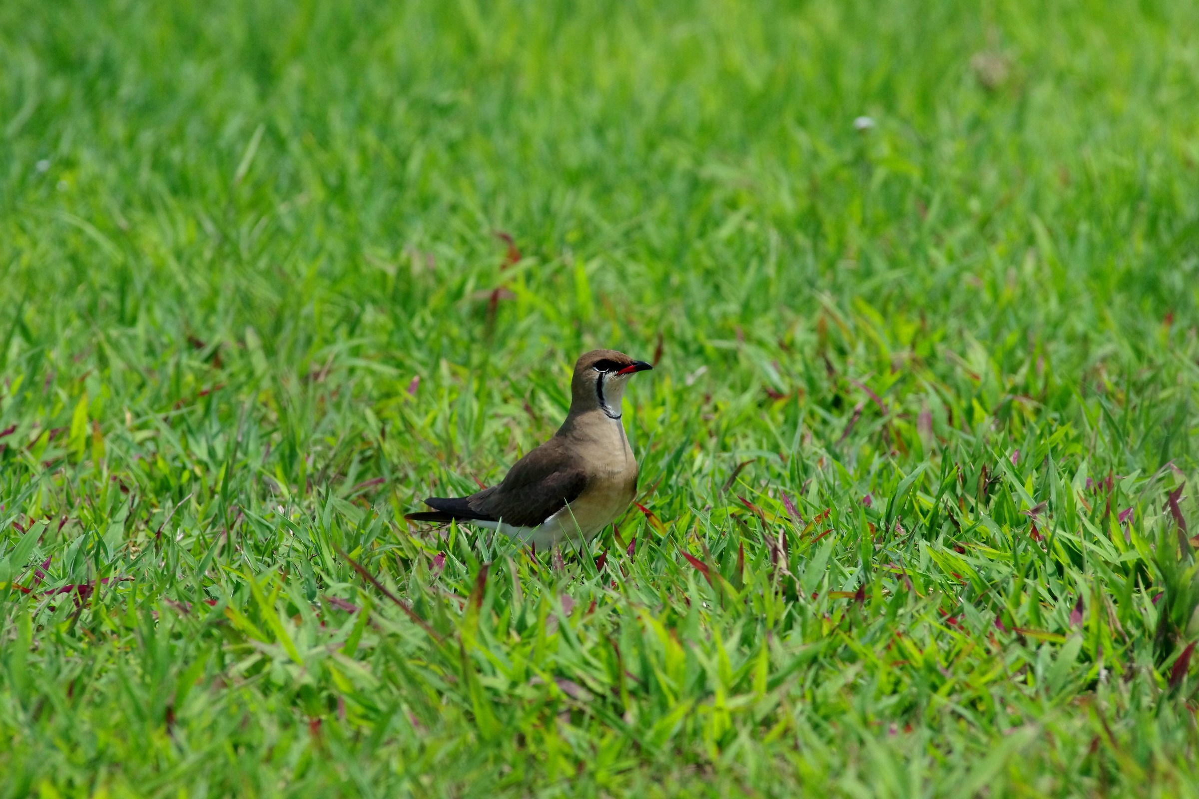 Oriental Pratincole