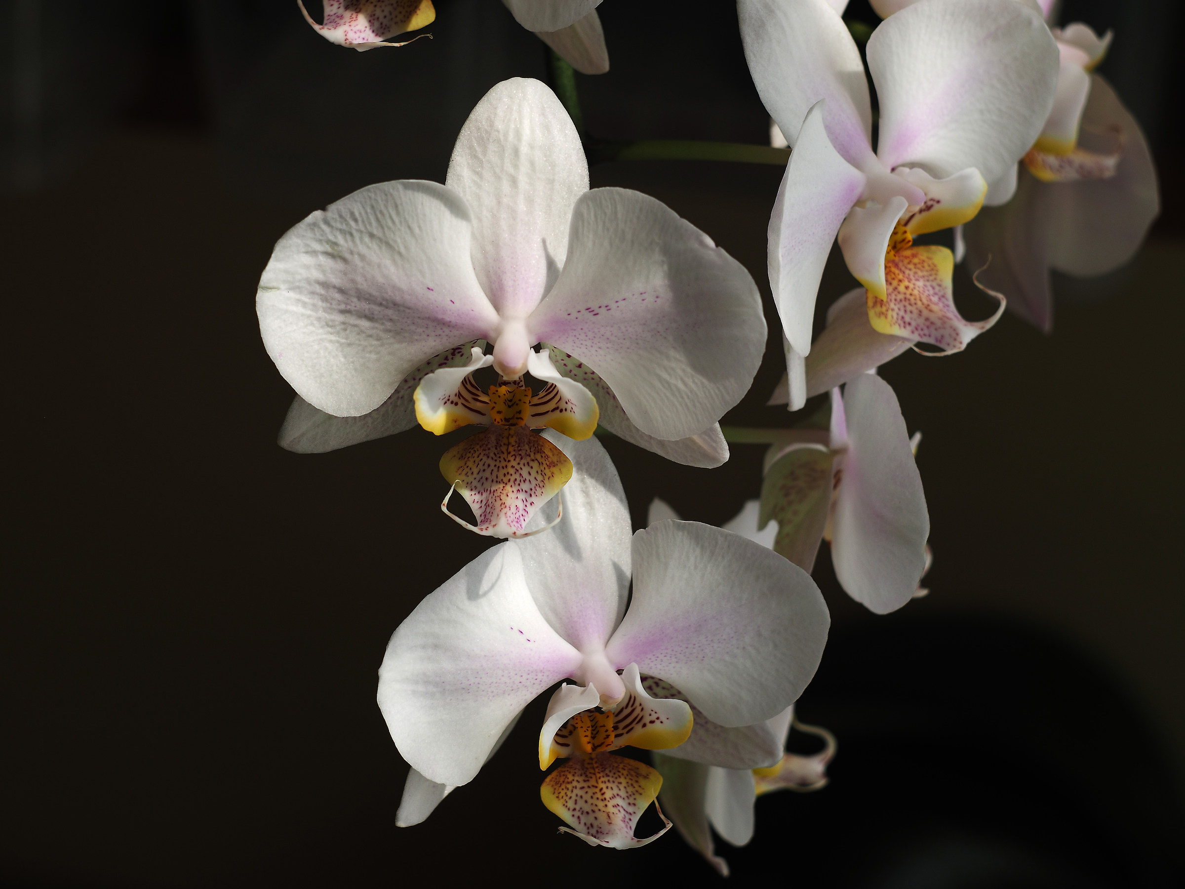 Phalaenopsis