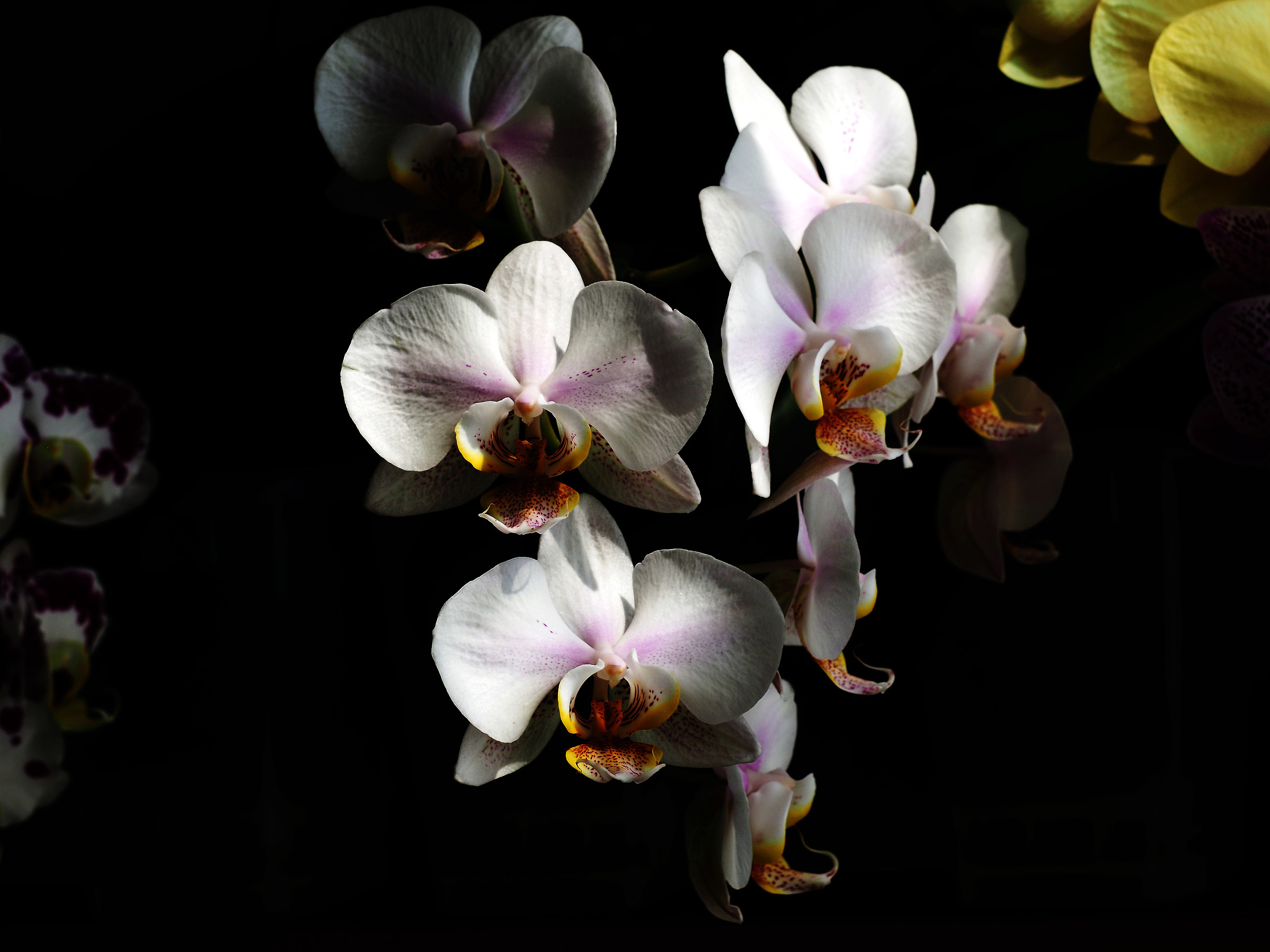 Phalaenopsis