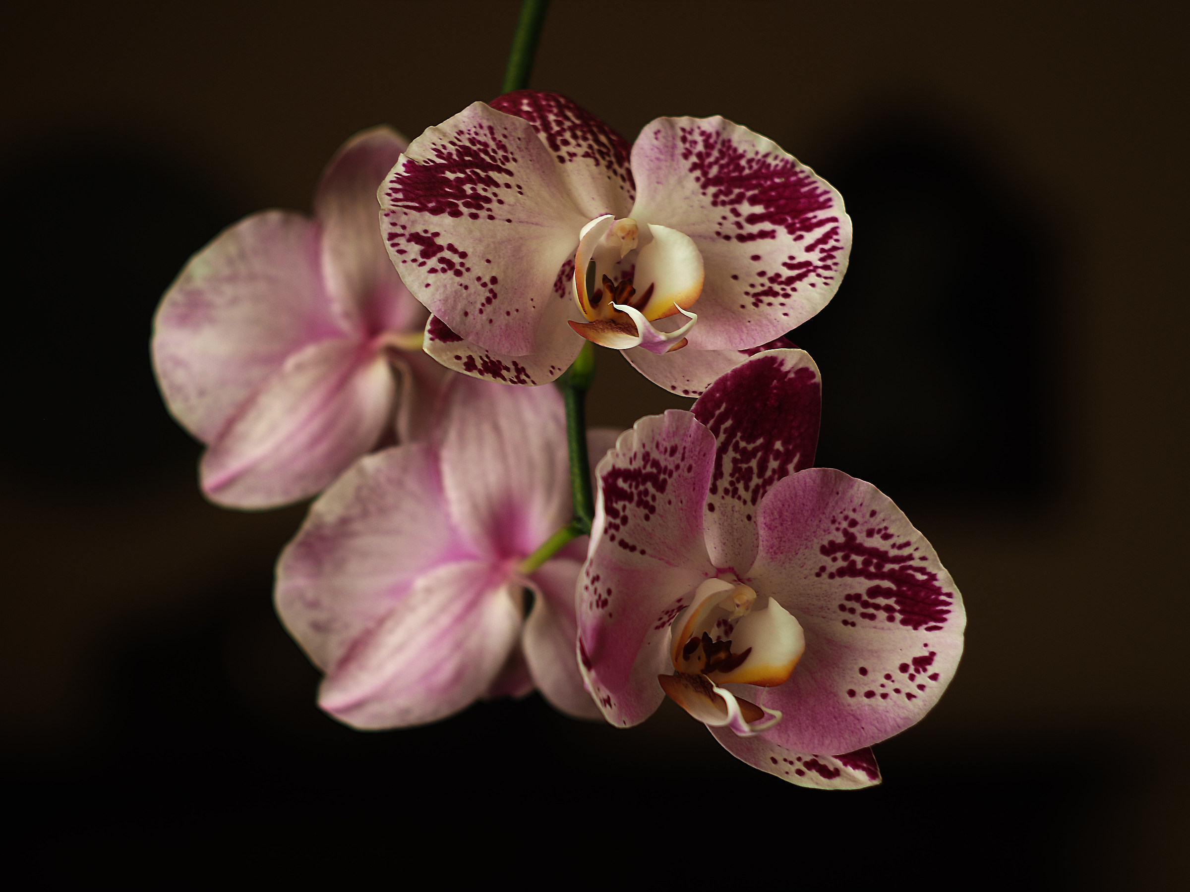 Phalaenopsis