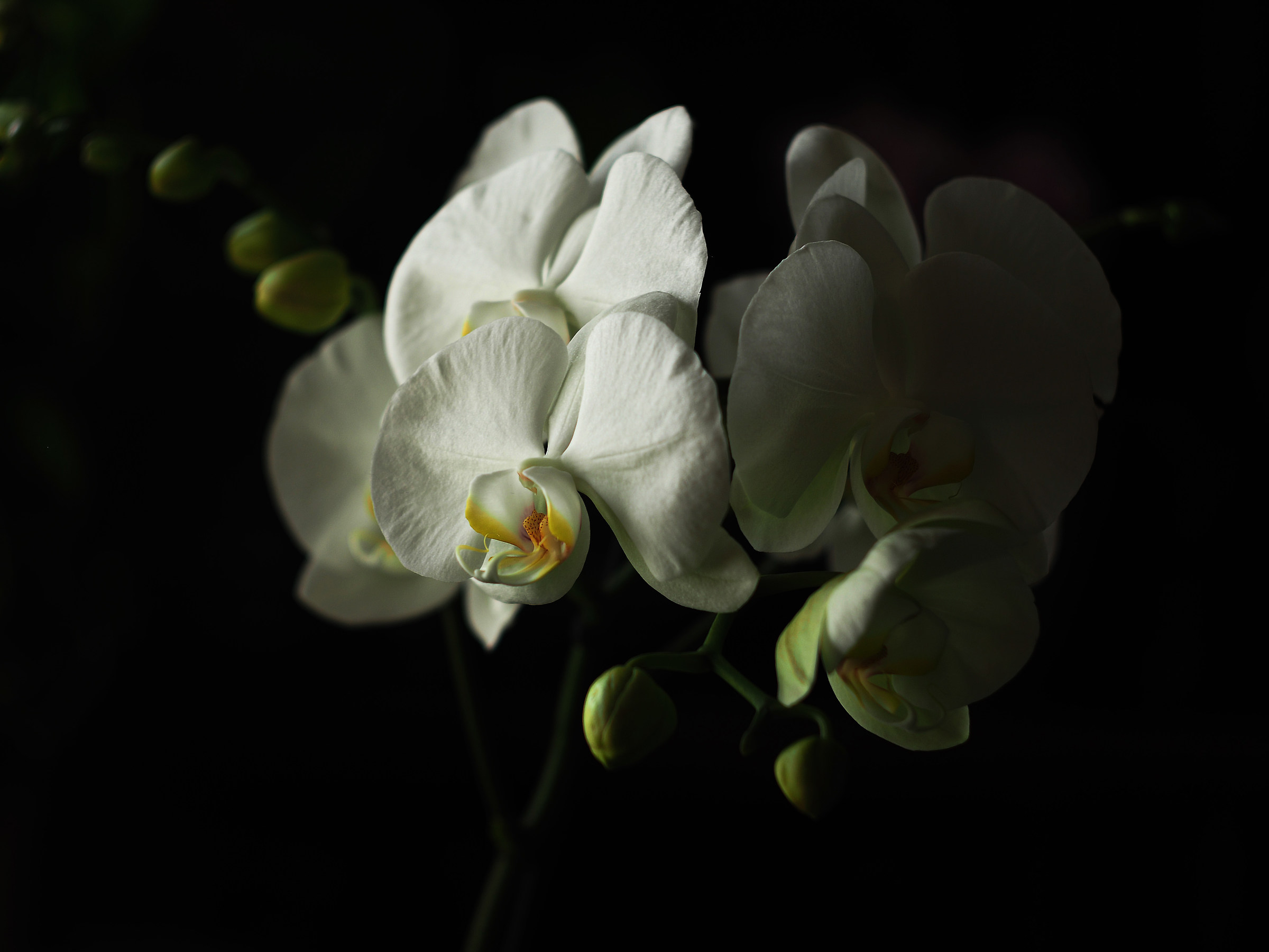 Phalaenopsis
