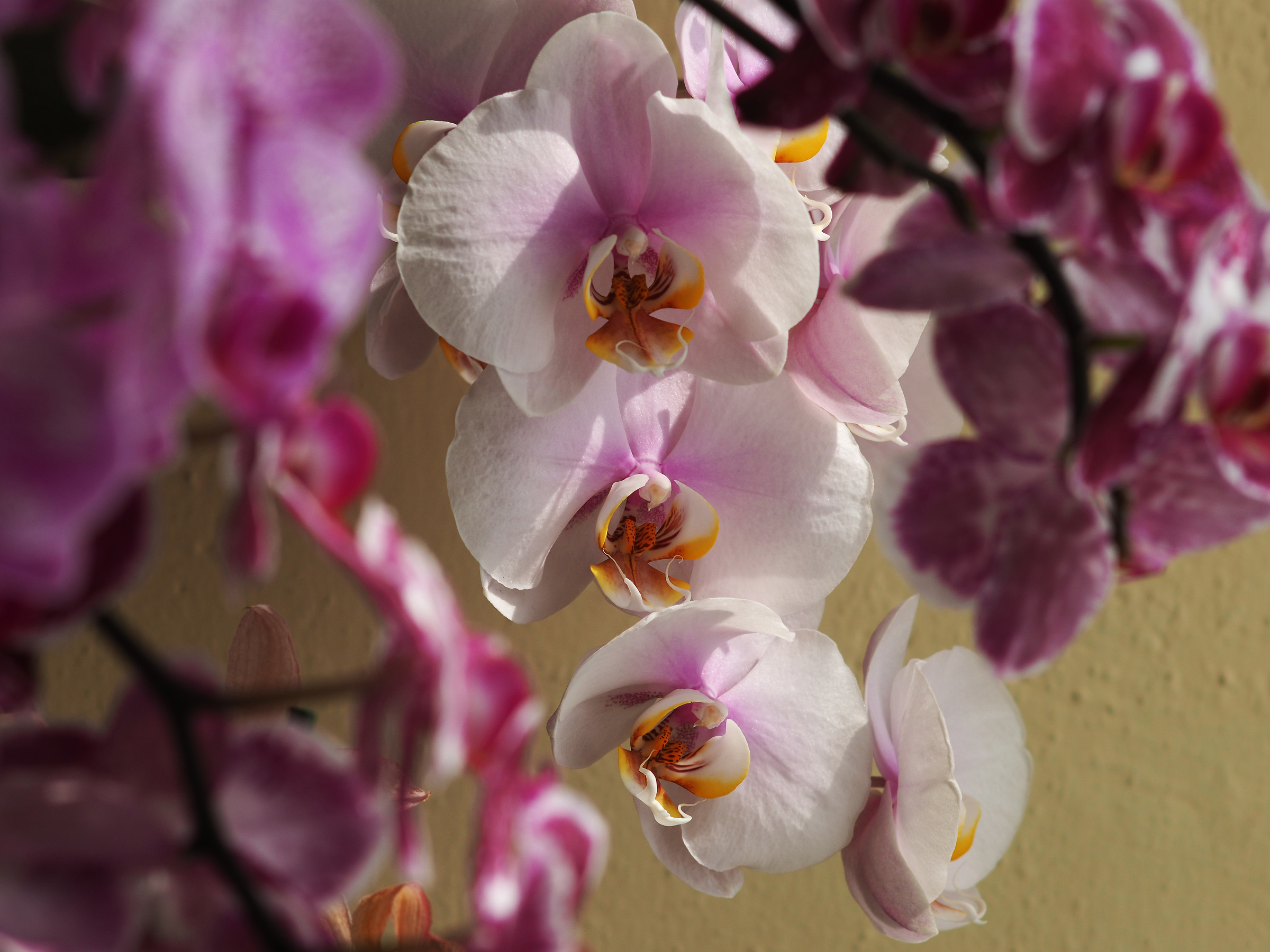 Phalaenopsis