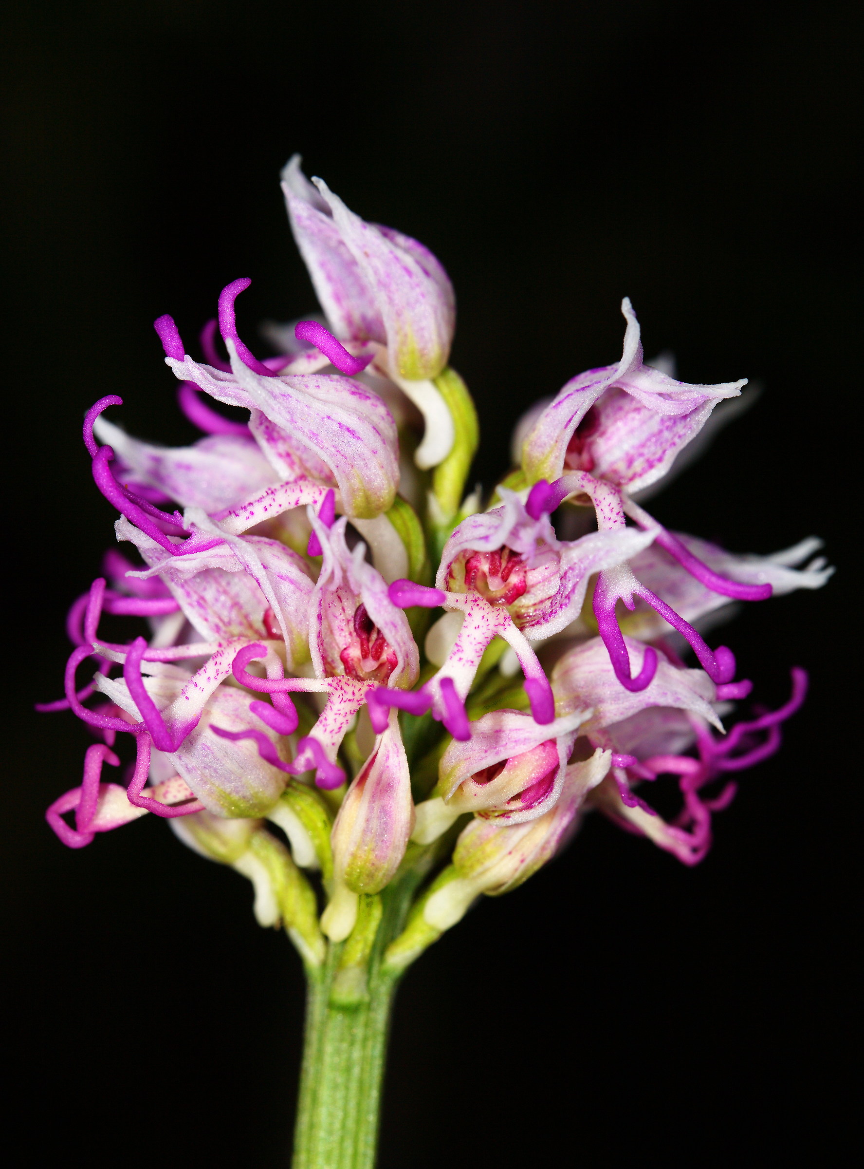 Orchis Simia