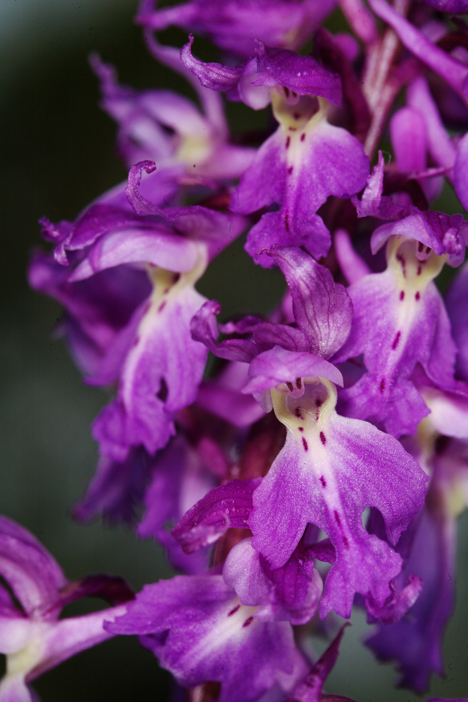 Orchis Mascula Speciosa