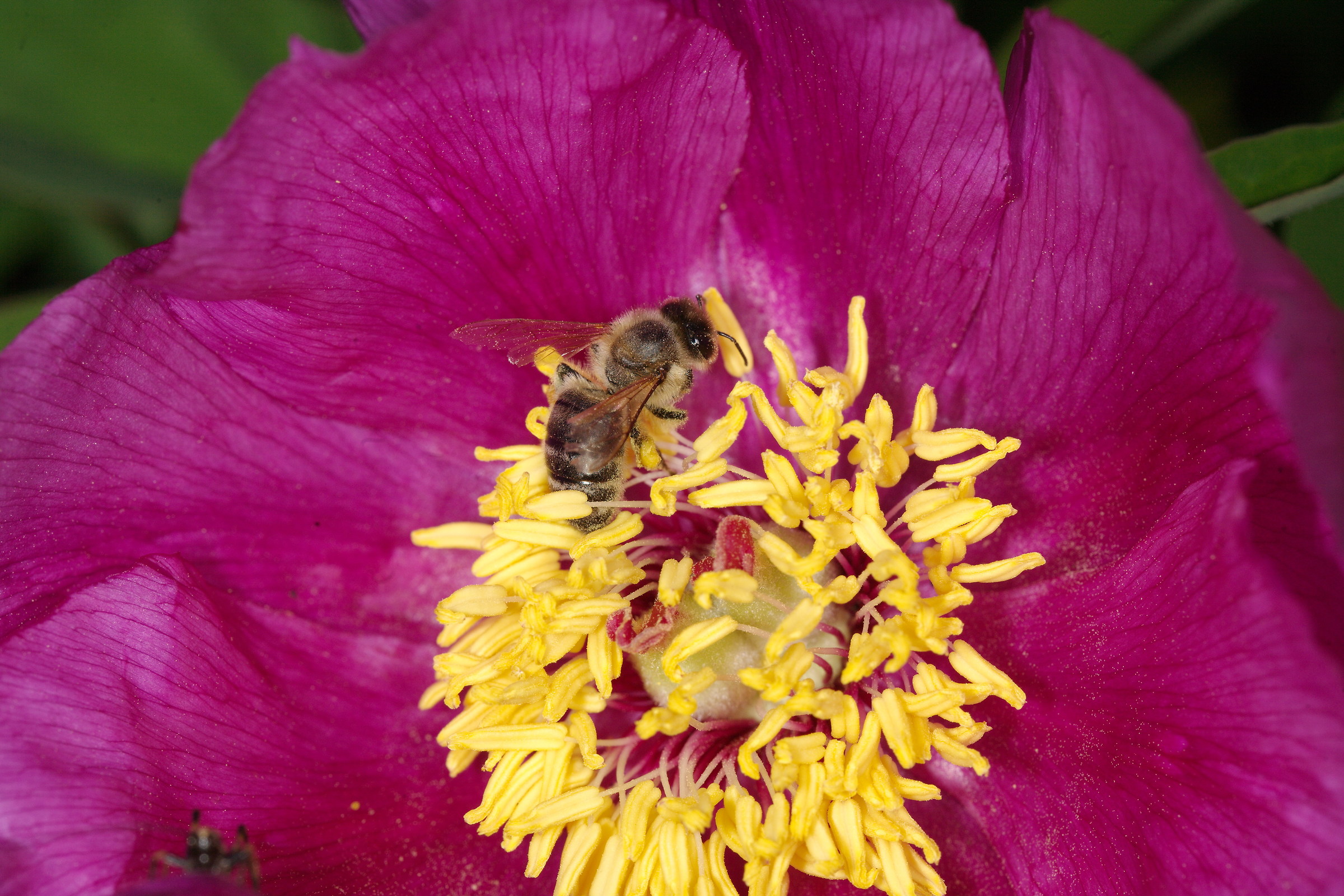 Peonia con intrusa....