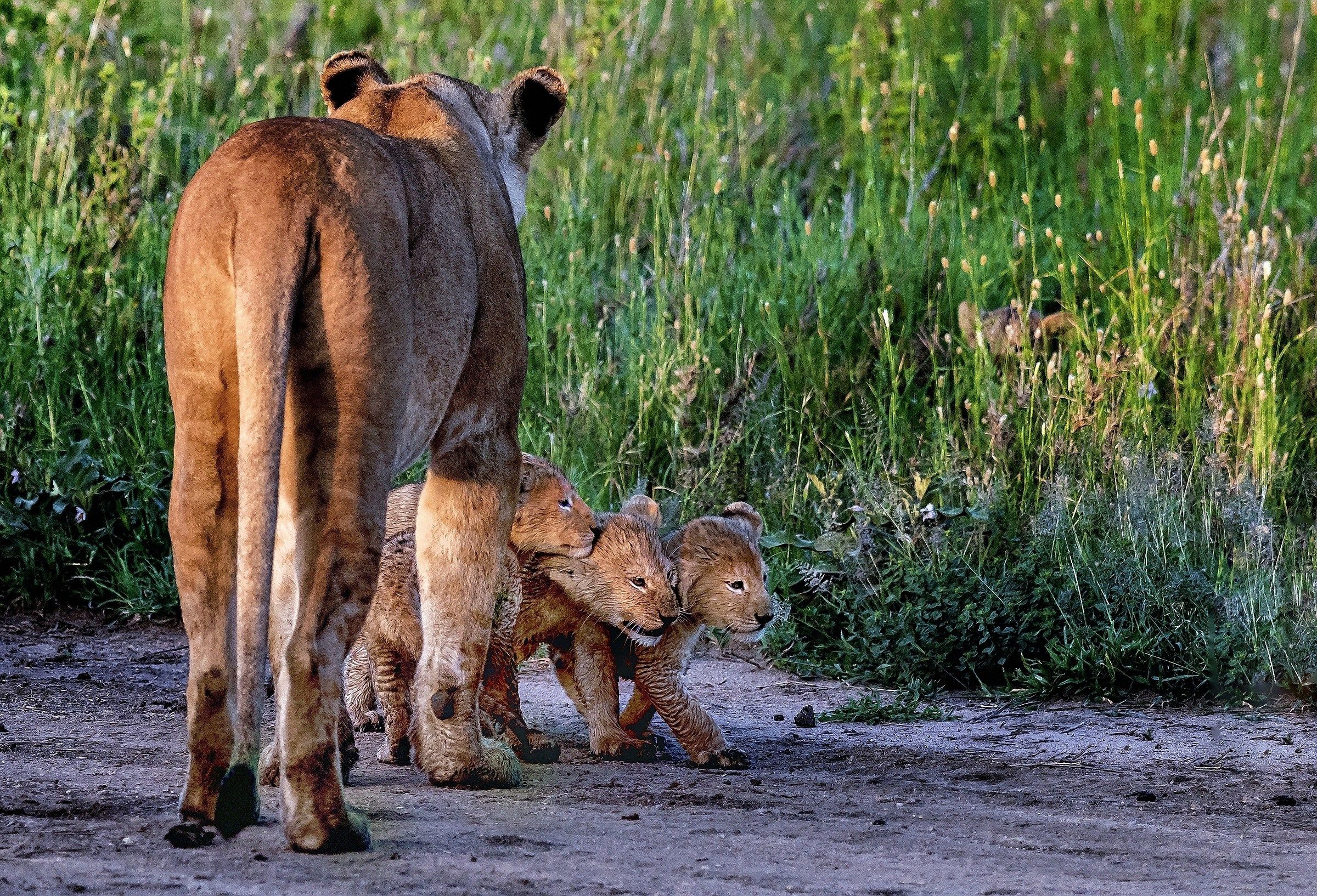 Tanzania 2017 - All'ombra della mamma