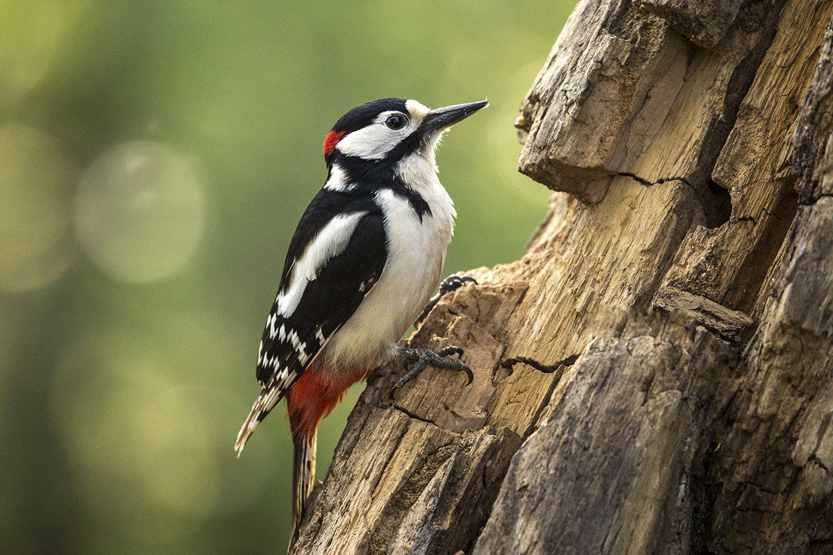 woodpecker male