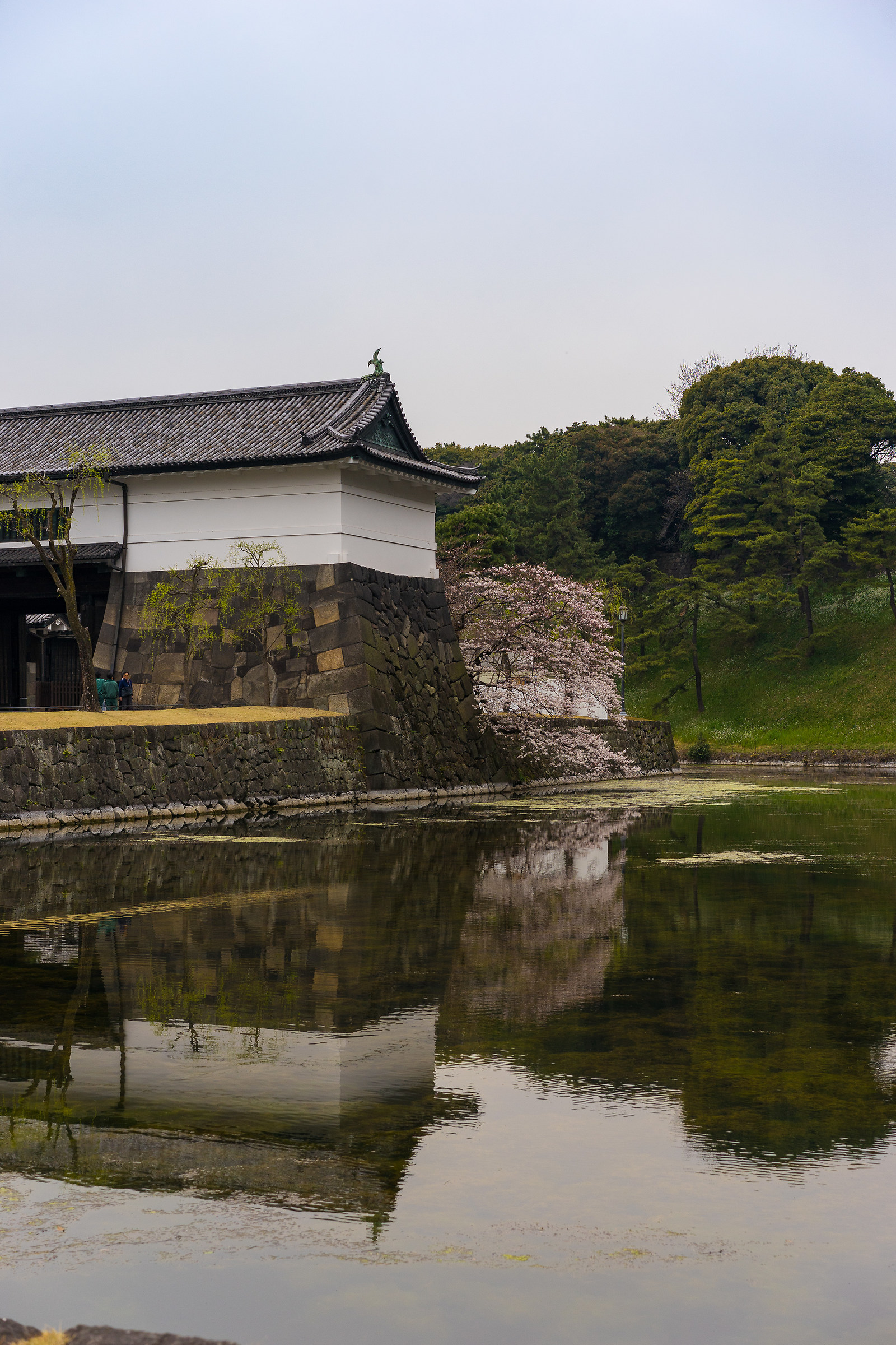 Just before Cherry Blossom in Japan