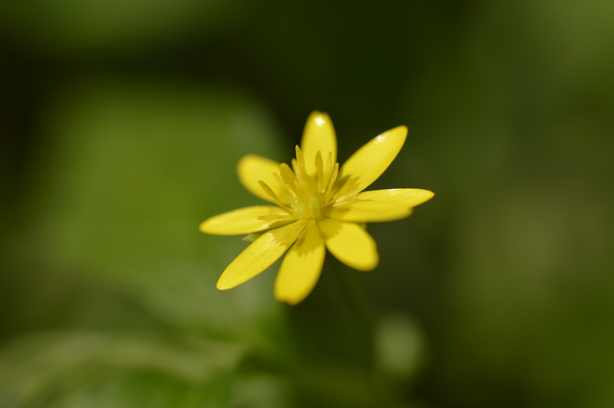 very yellow flower
