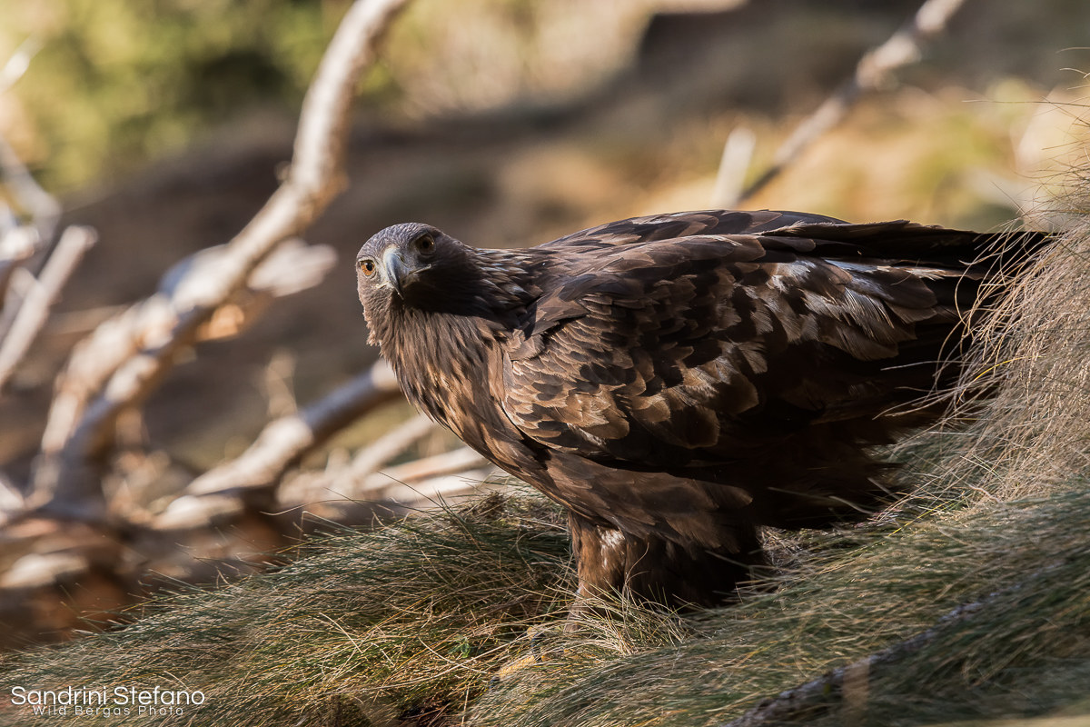 "Habemus Chrysaetos"