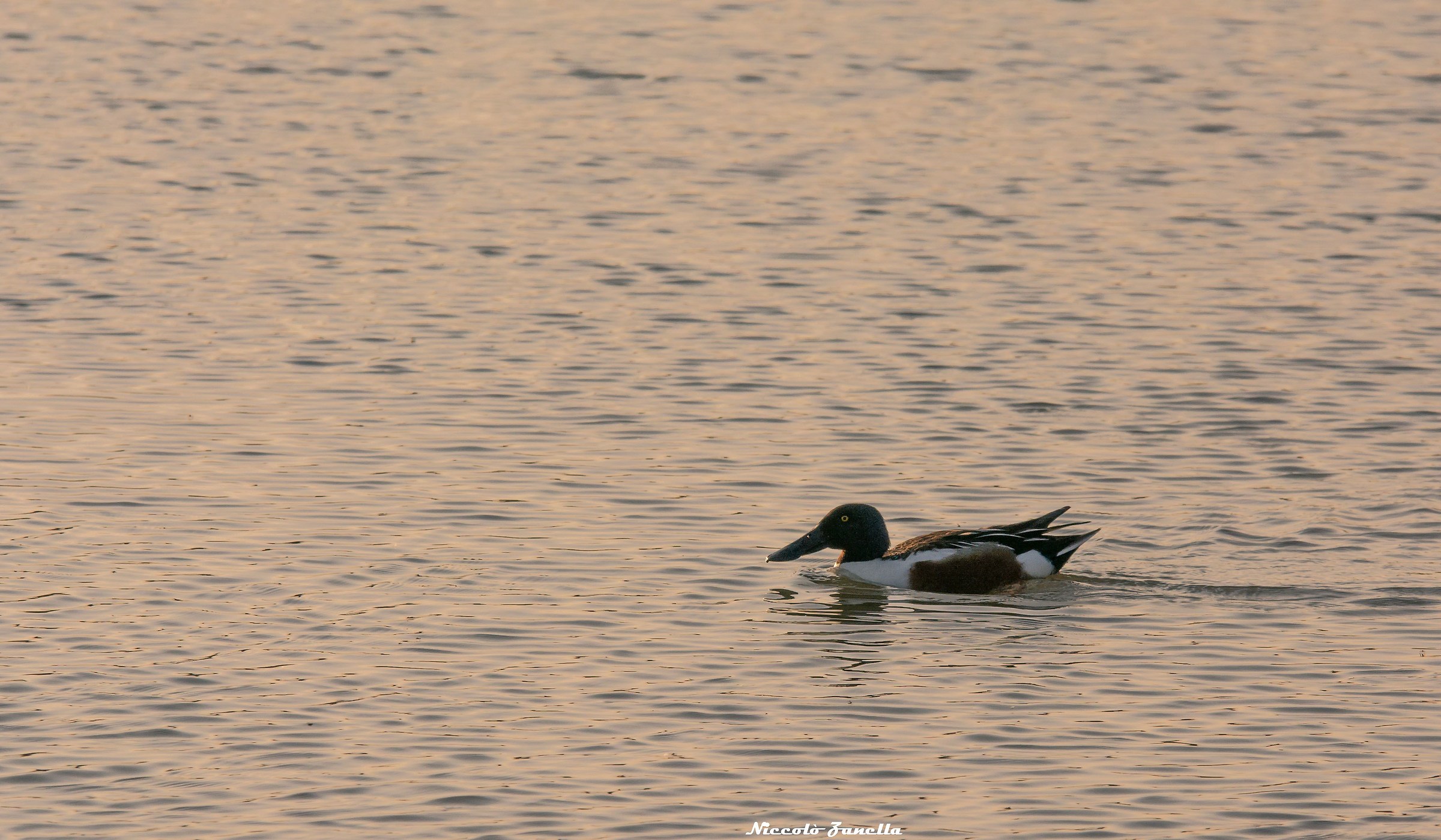 Shoveler at sunset