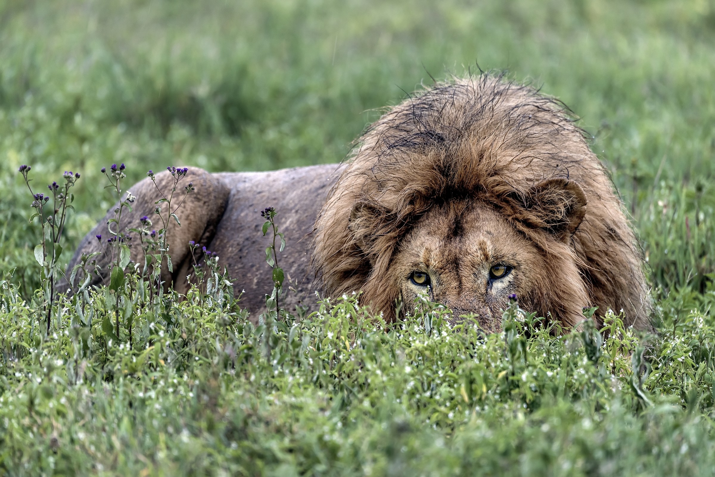 Tanzania 2017 - Sornione