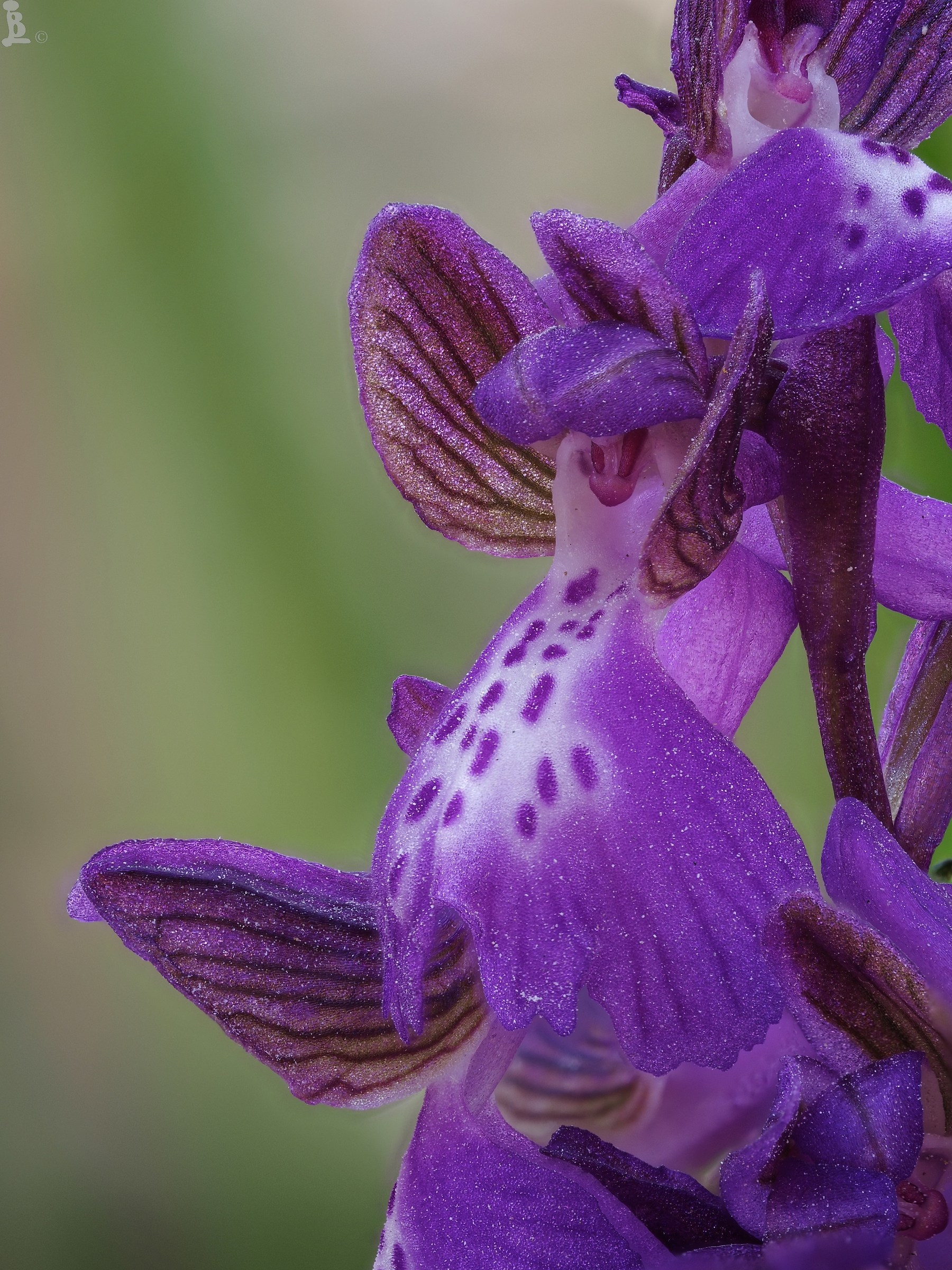 Orchis morio 5