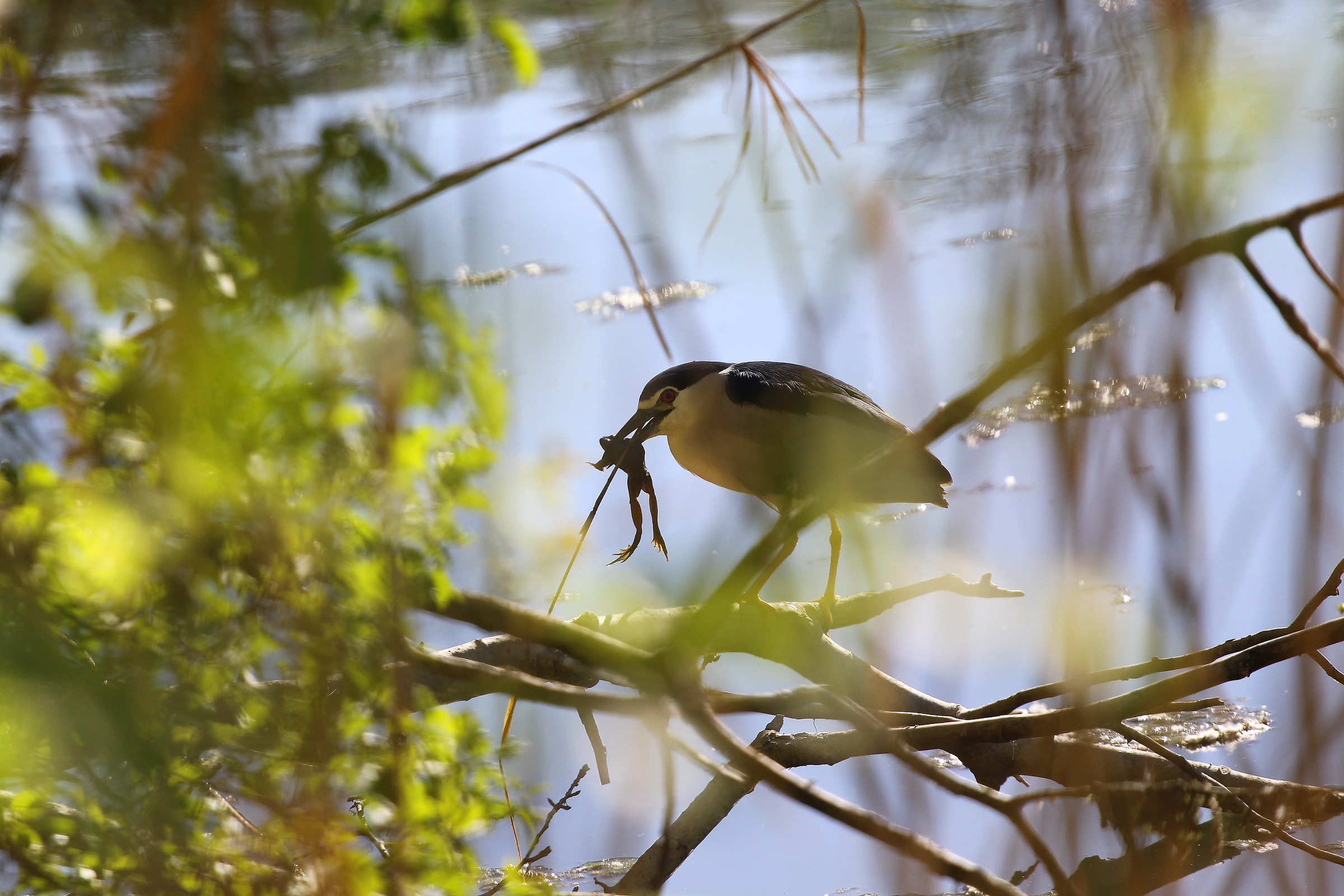 the night heron and her lunch