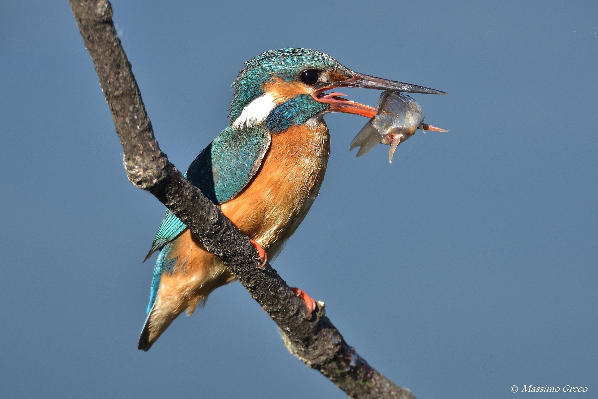 Martin pescatore - femmina con grossa preda