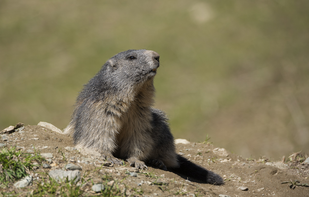 Marmot