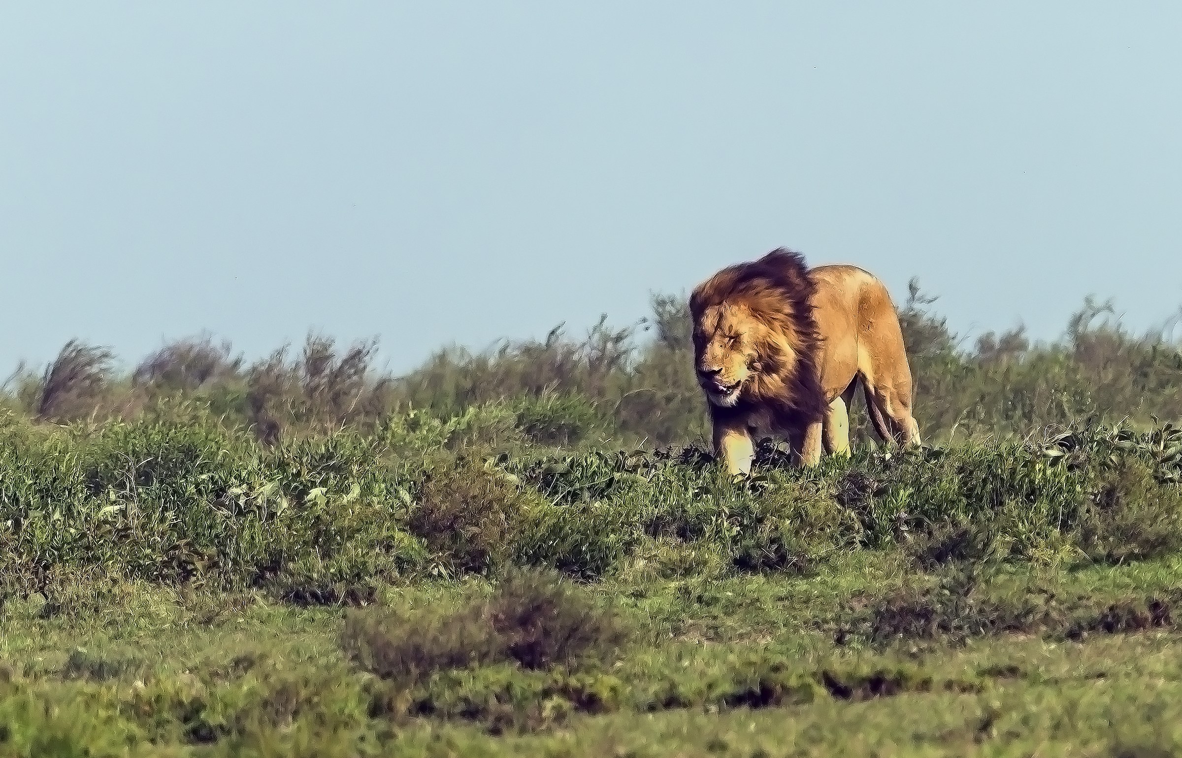 Tanzania 2017 - Nel vento e nella polvere
