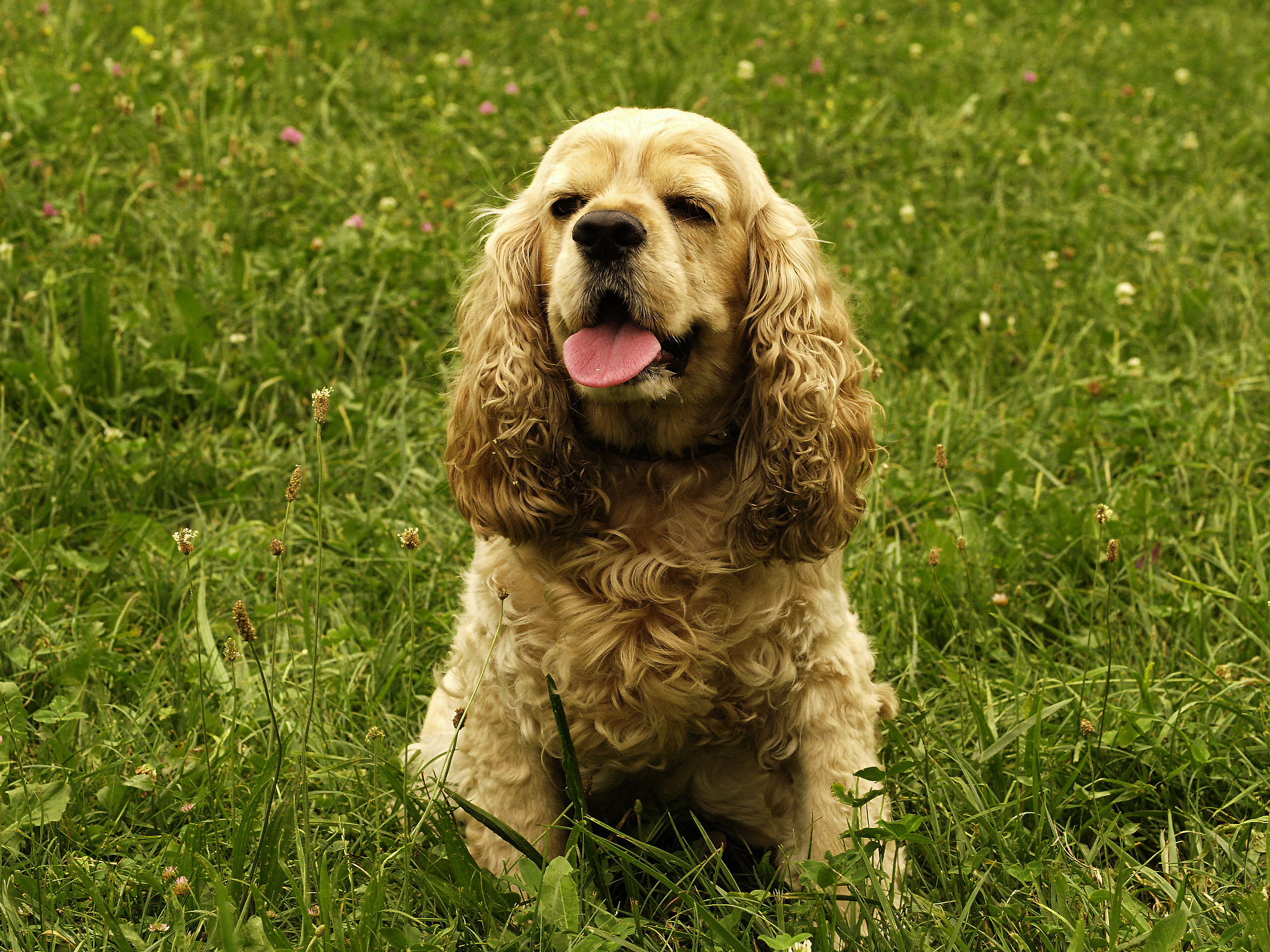 American Cocker Spaniel