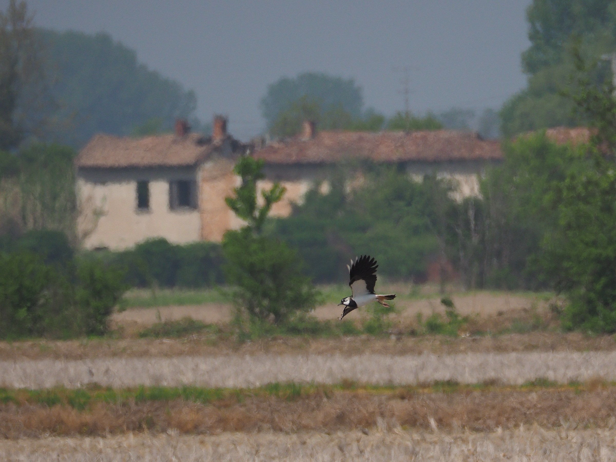 Volando davanti a un quadro
