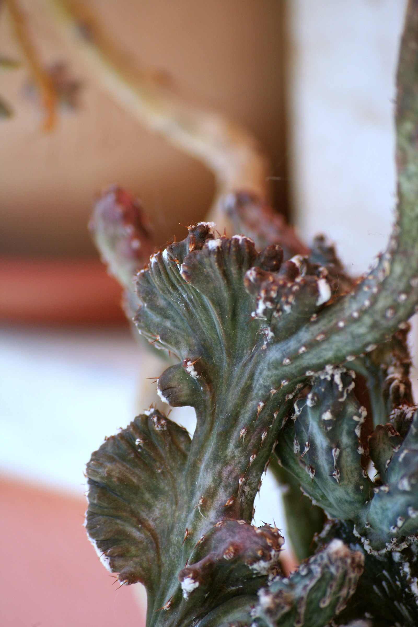 Monvillea spagazzinii forma crestata