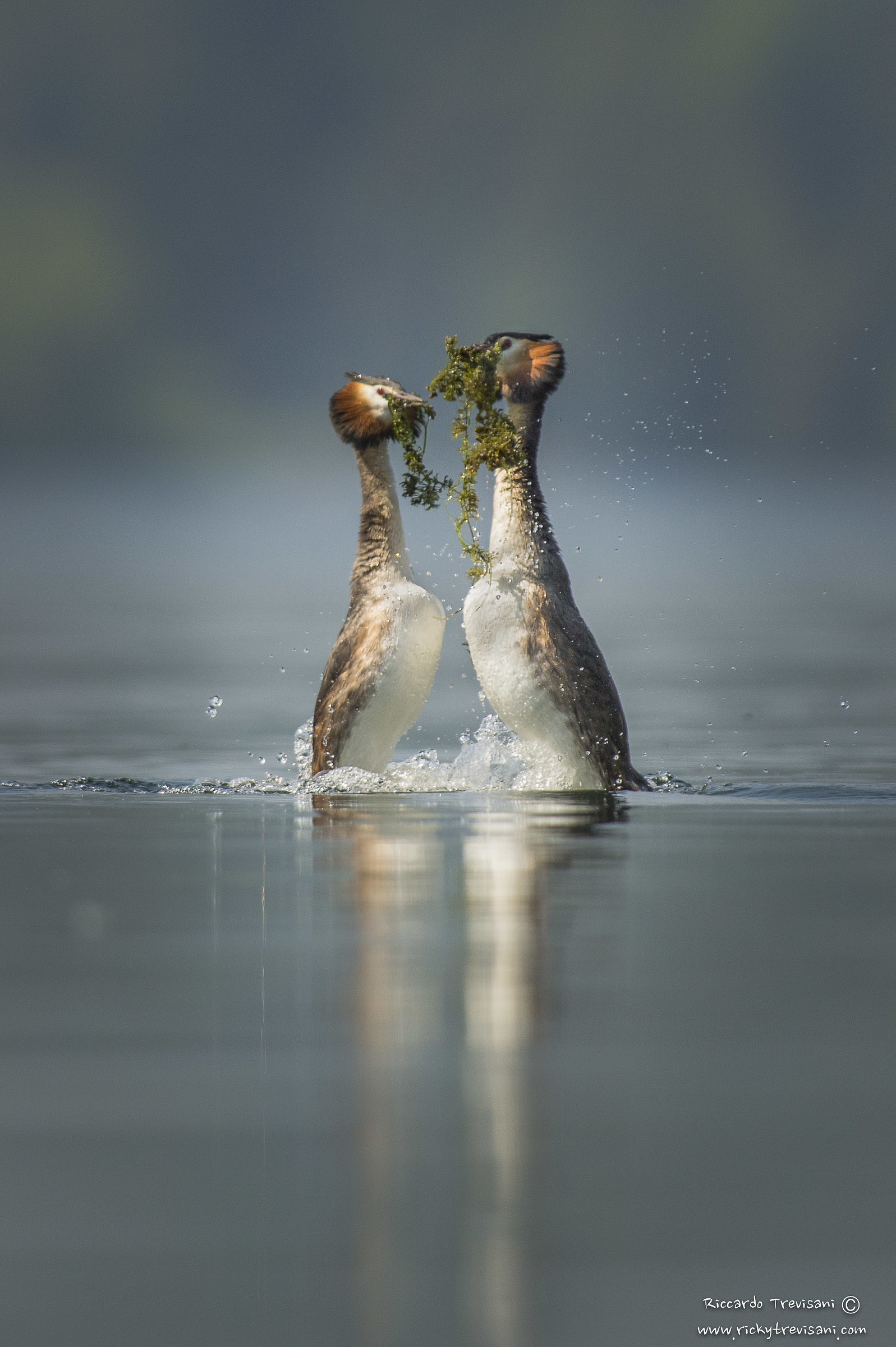 la danza delle alghe