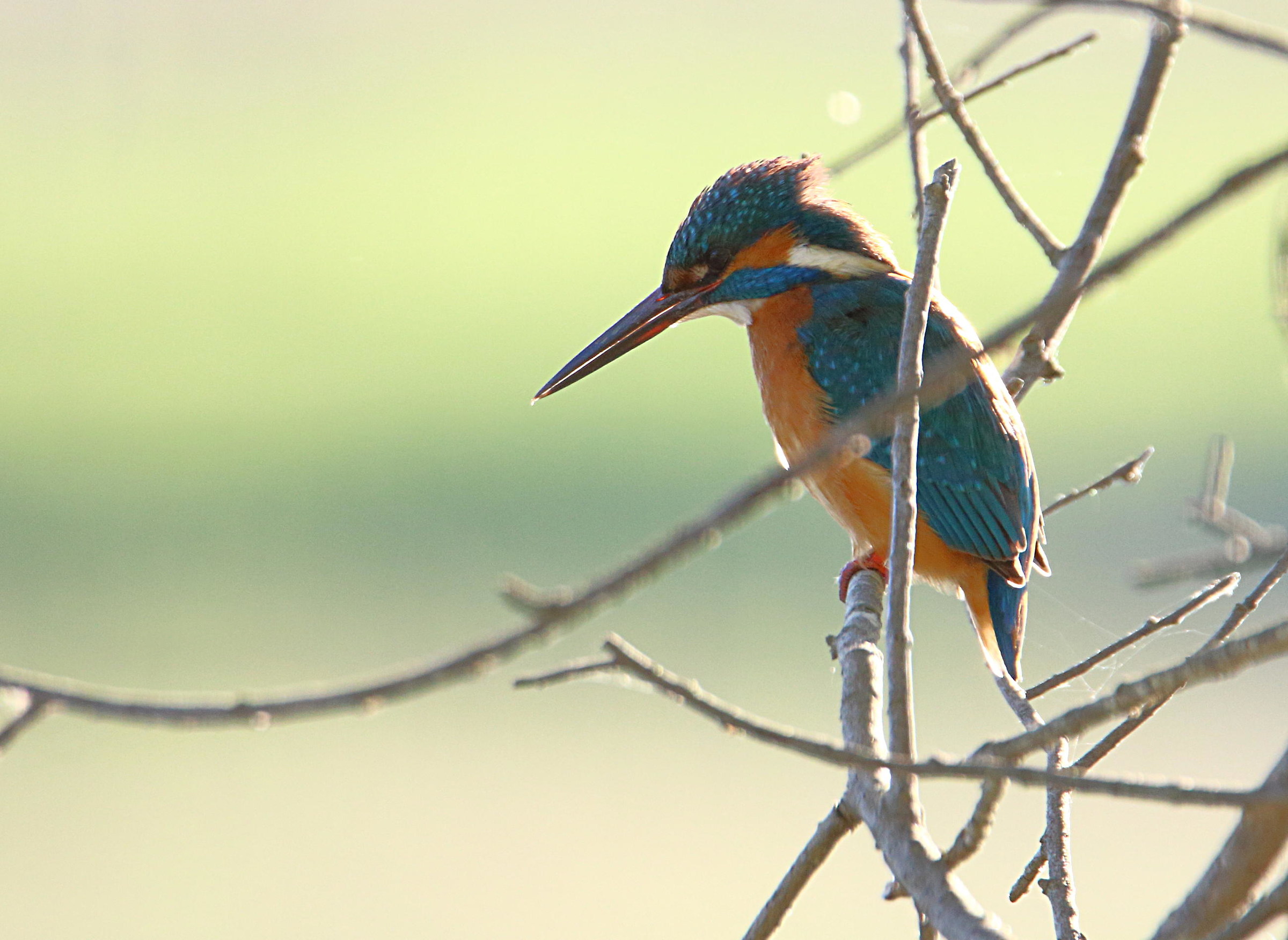 Martino backlit .....