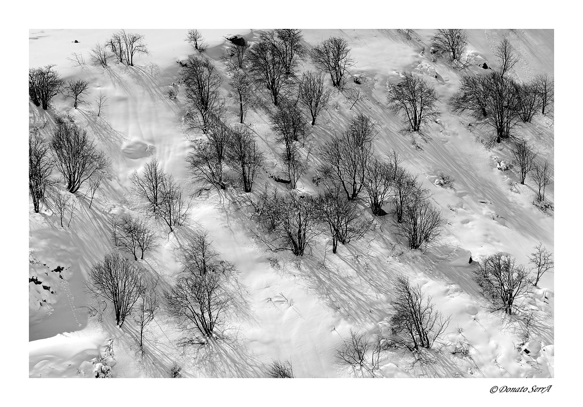 Alberi e ombre nella neve