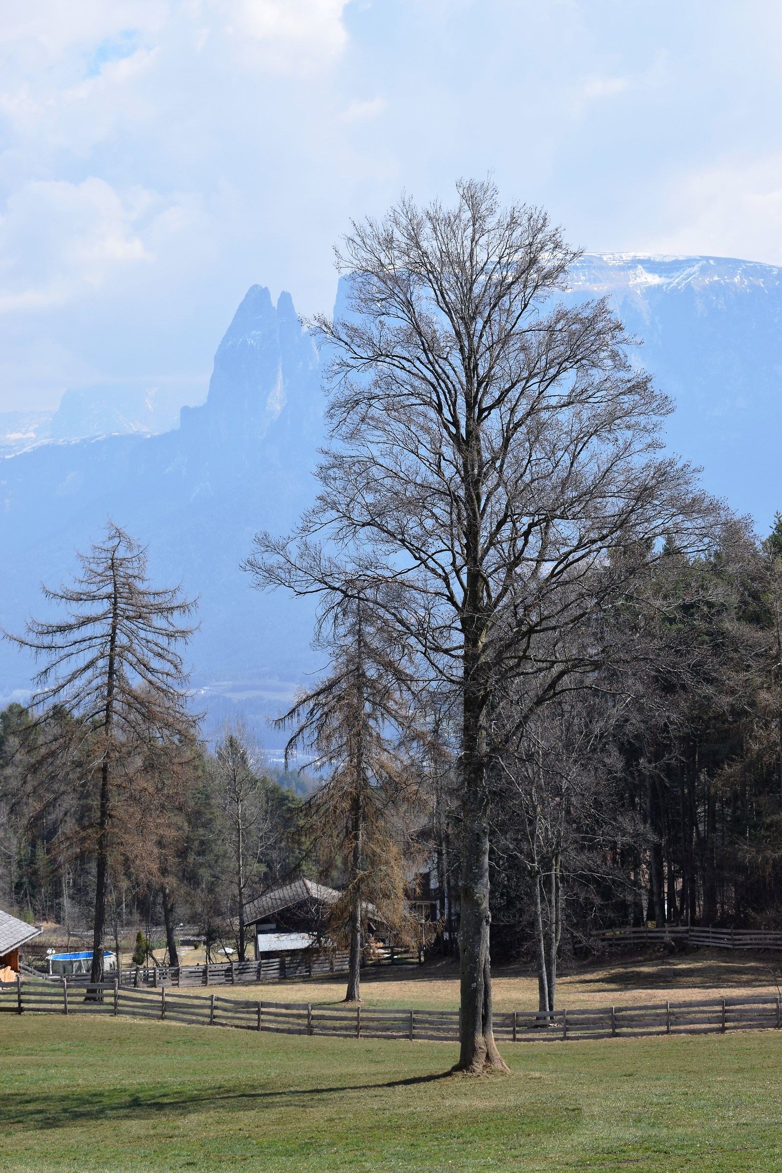 Tree with view on Sciliar