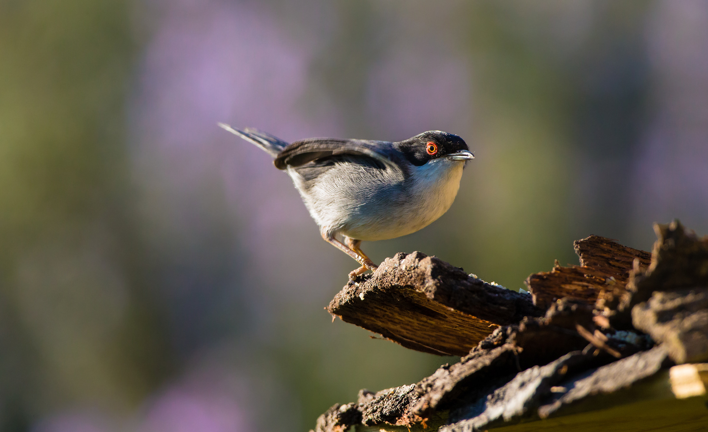 The warbler and rosemary flowers