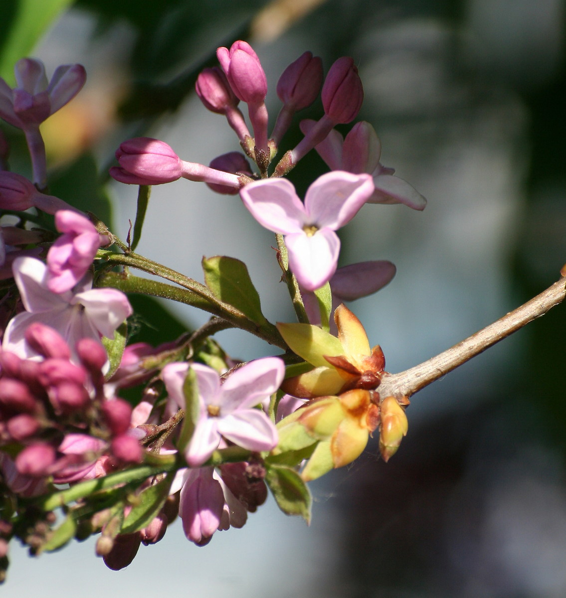 Lilac - Syringa vulgaris