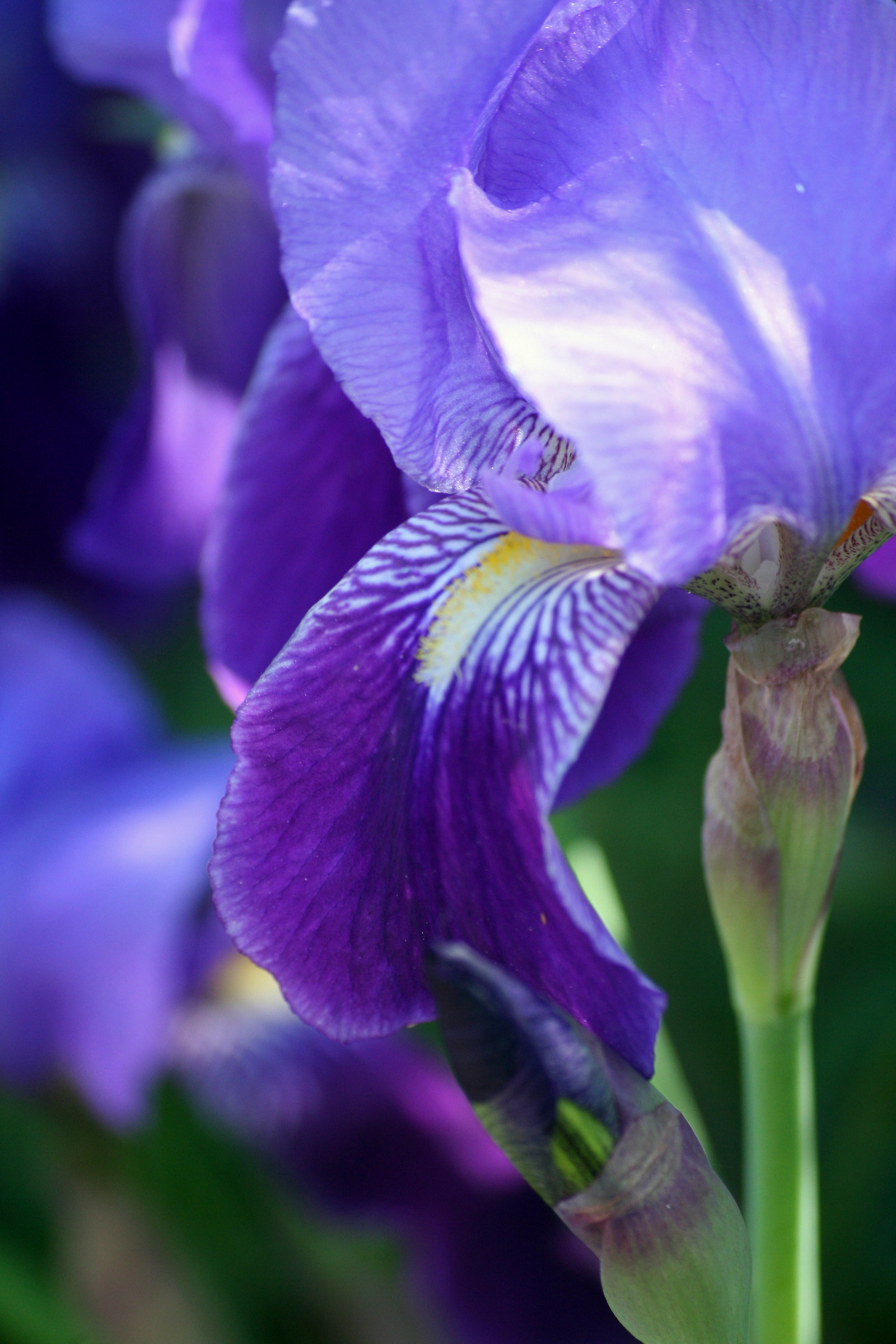 Iris or Iris