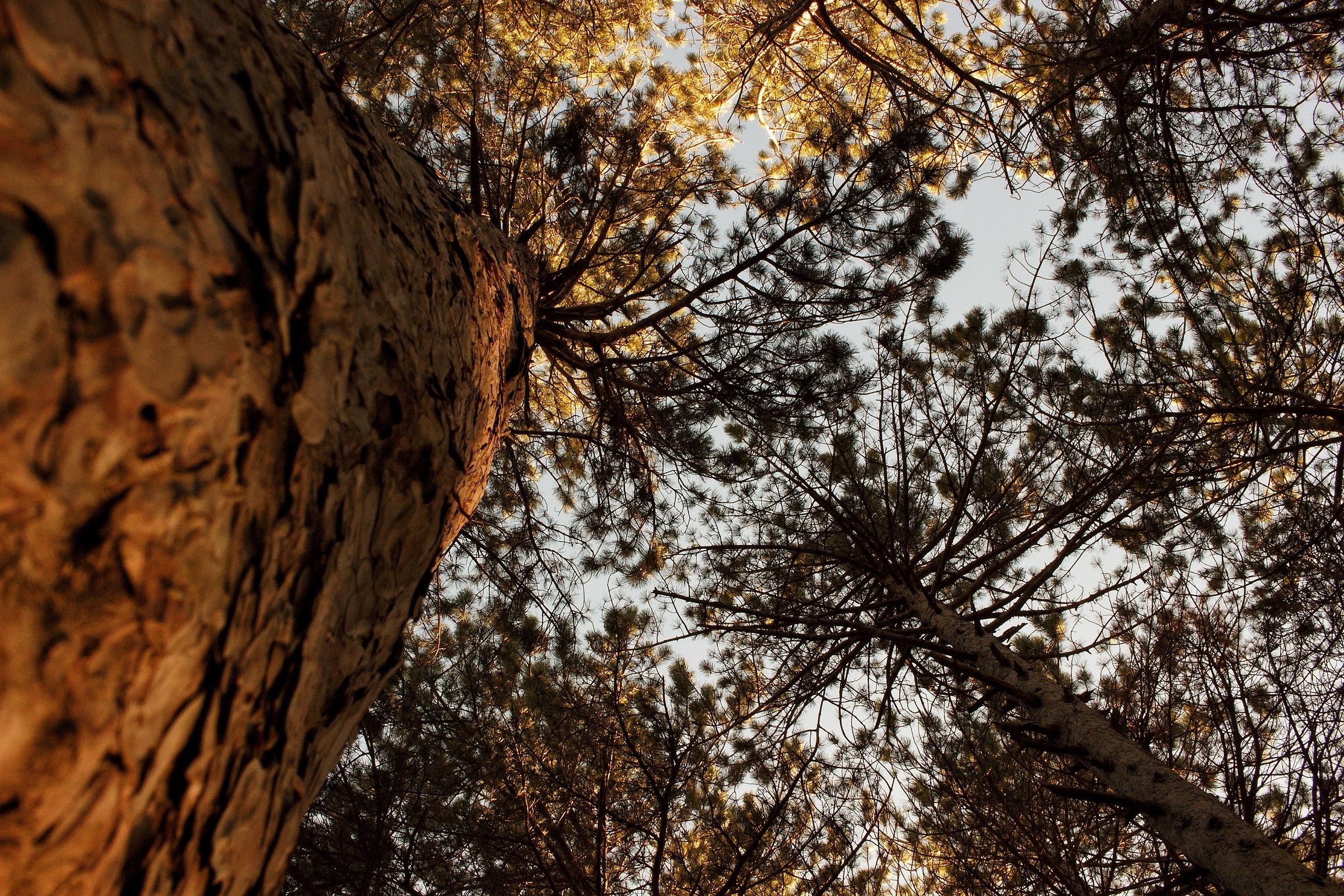 Looking from the bottom upwards