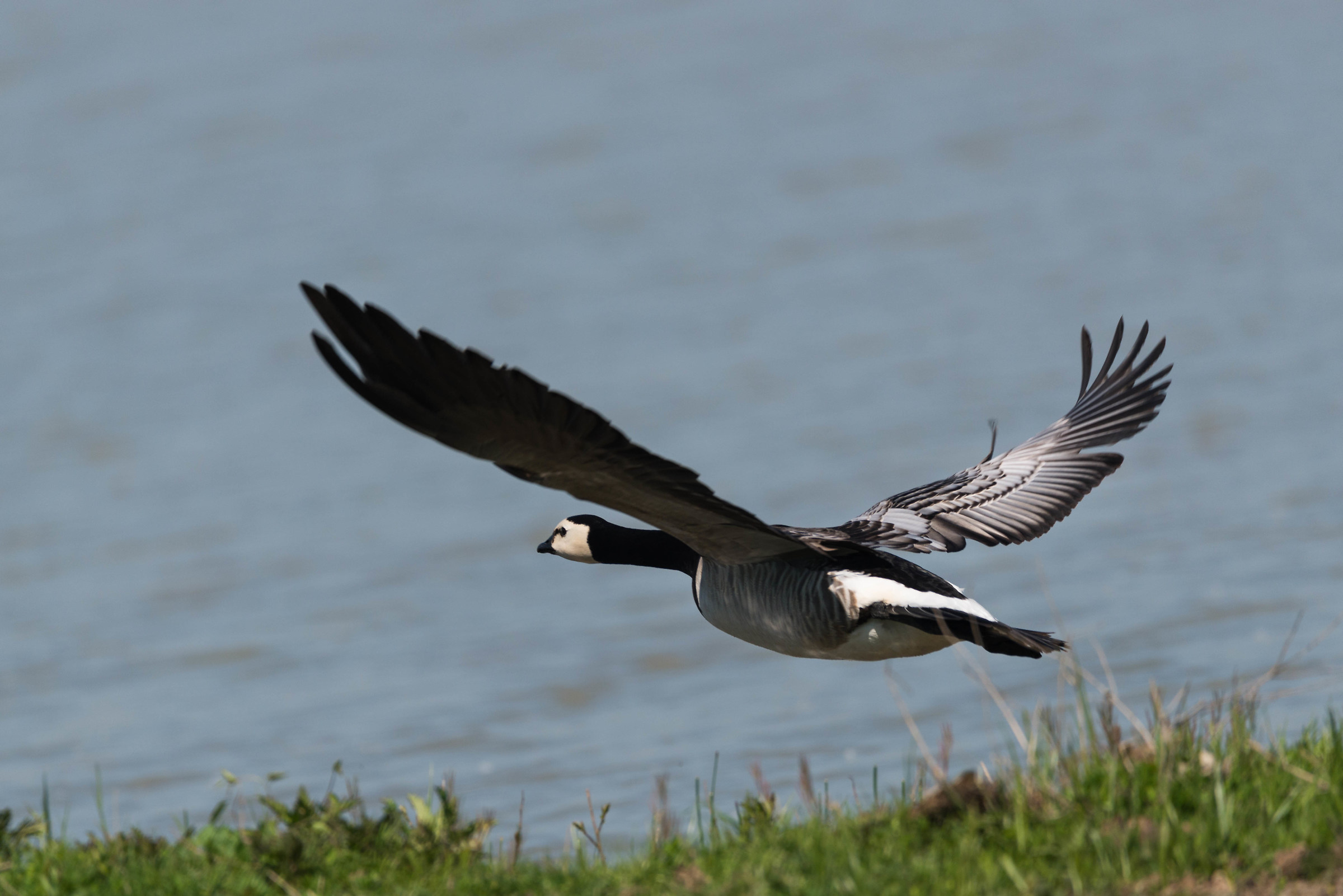 Oca Facciabianca volo 2