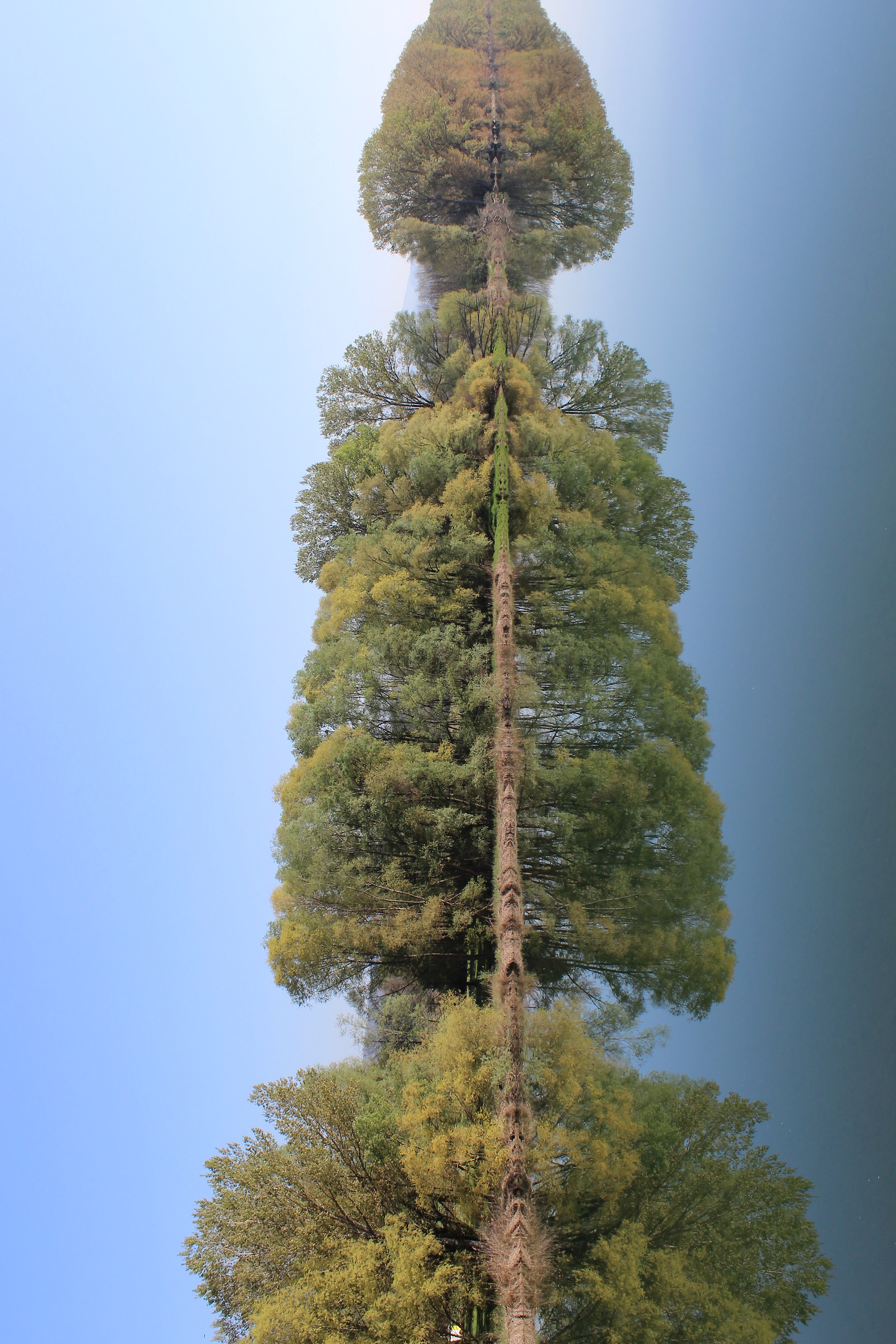 sequoiae reflexensis
