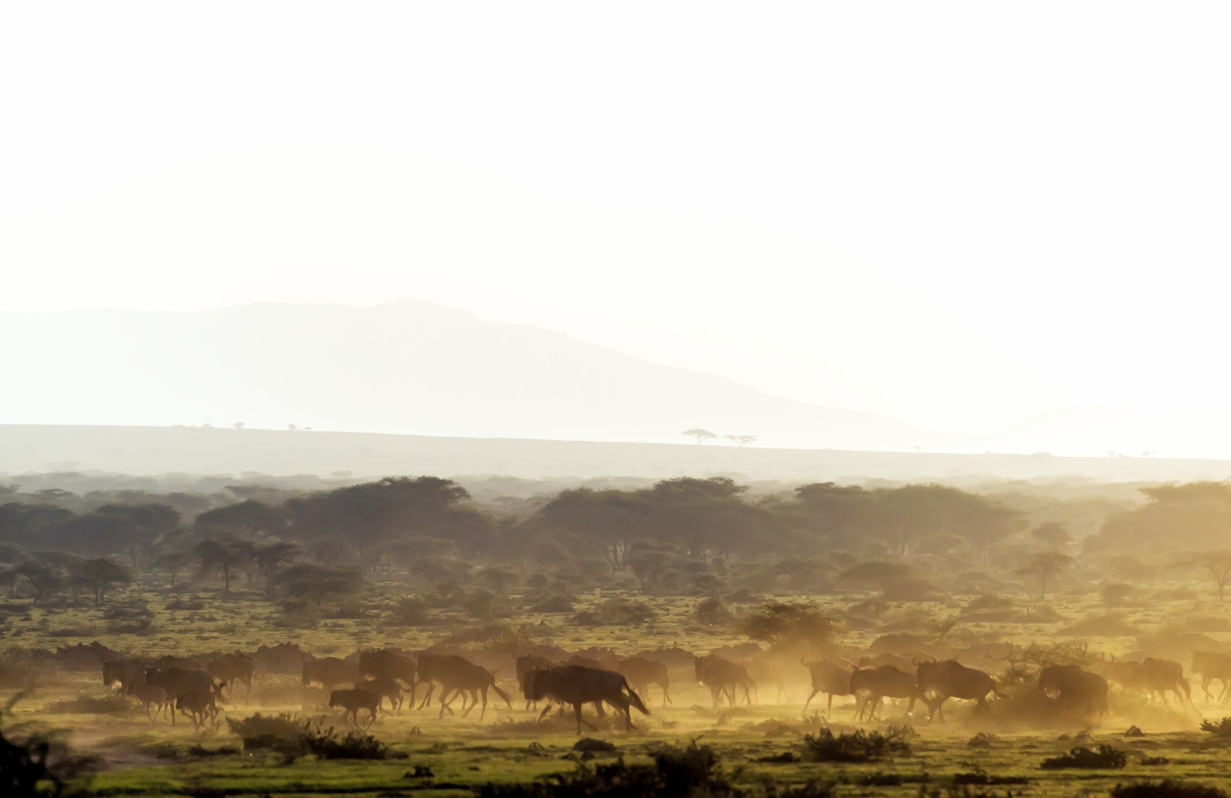 Tanzania 2017 - Great migration