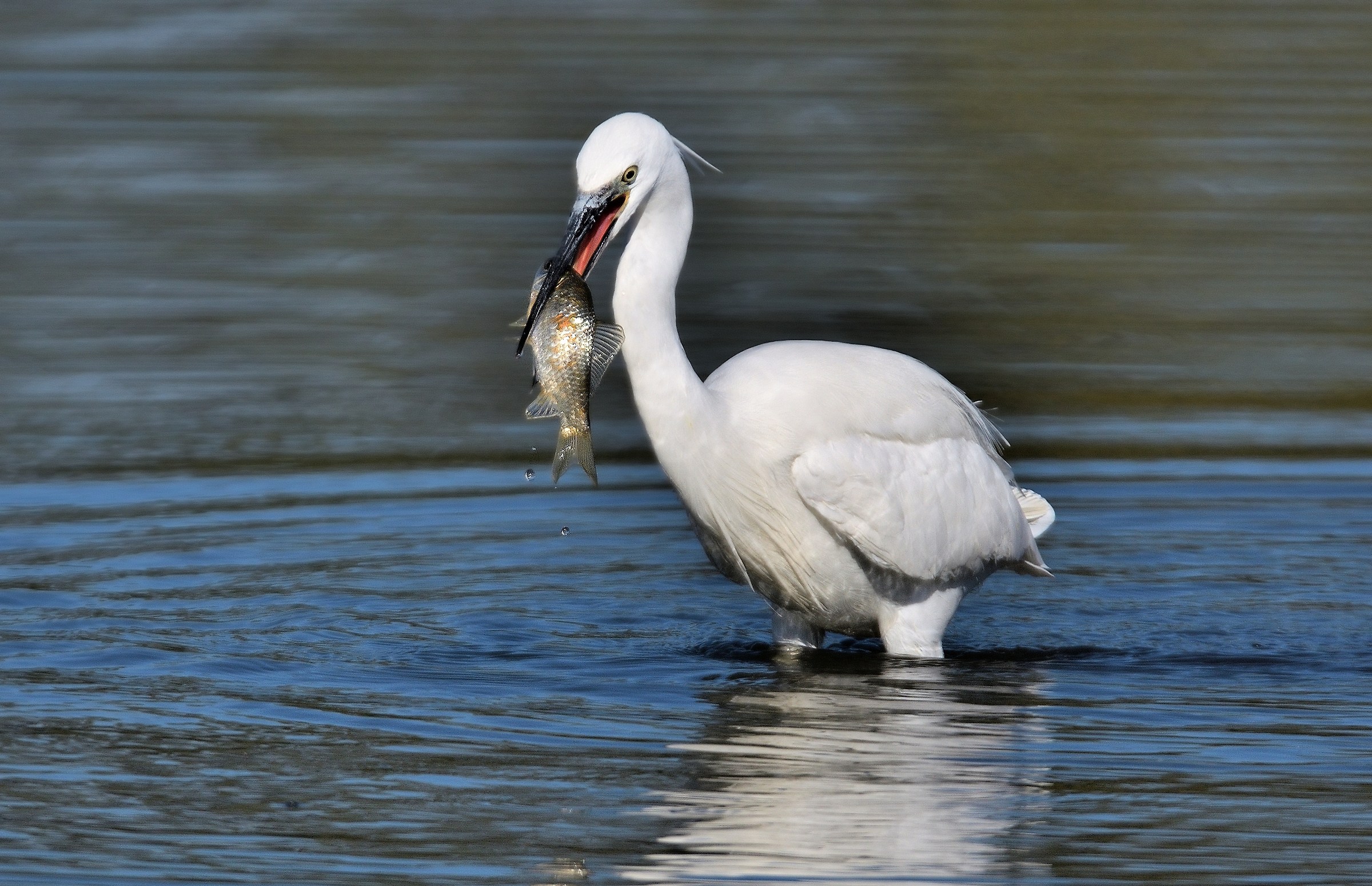 Quite a mouthful - Egret egretta