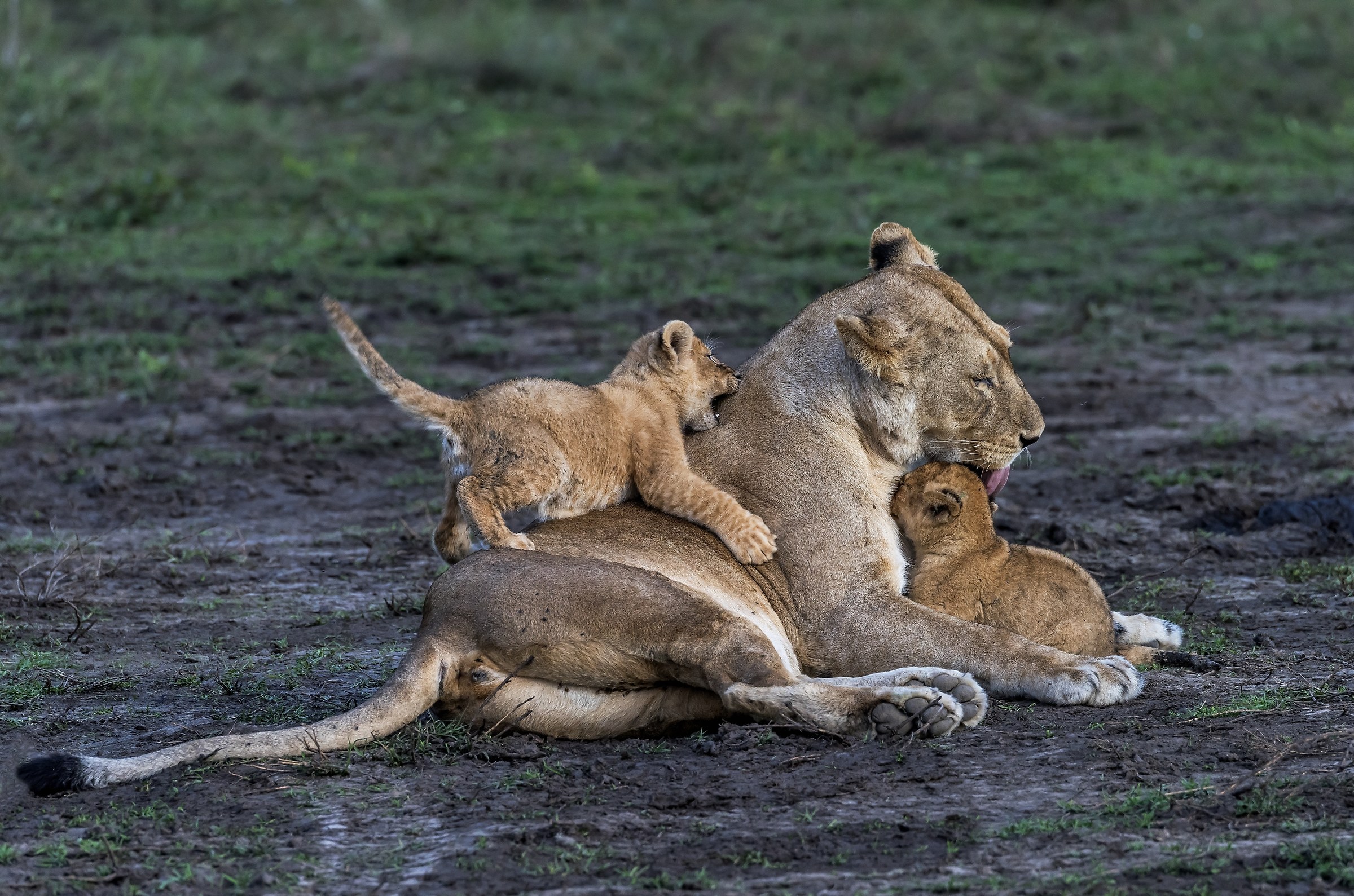Tanzania 2017 - Tenerezze