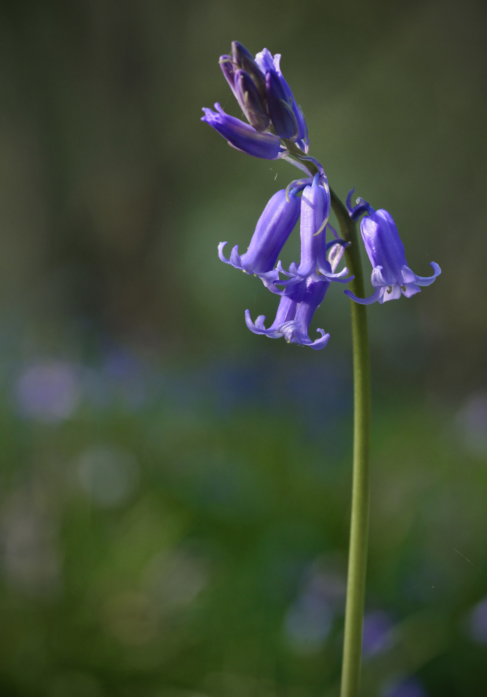 This Year's Woodland Bluebell