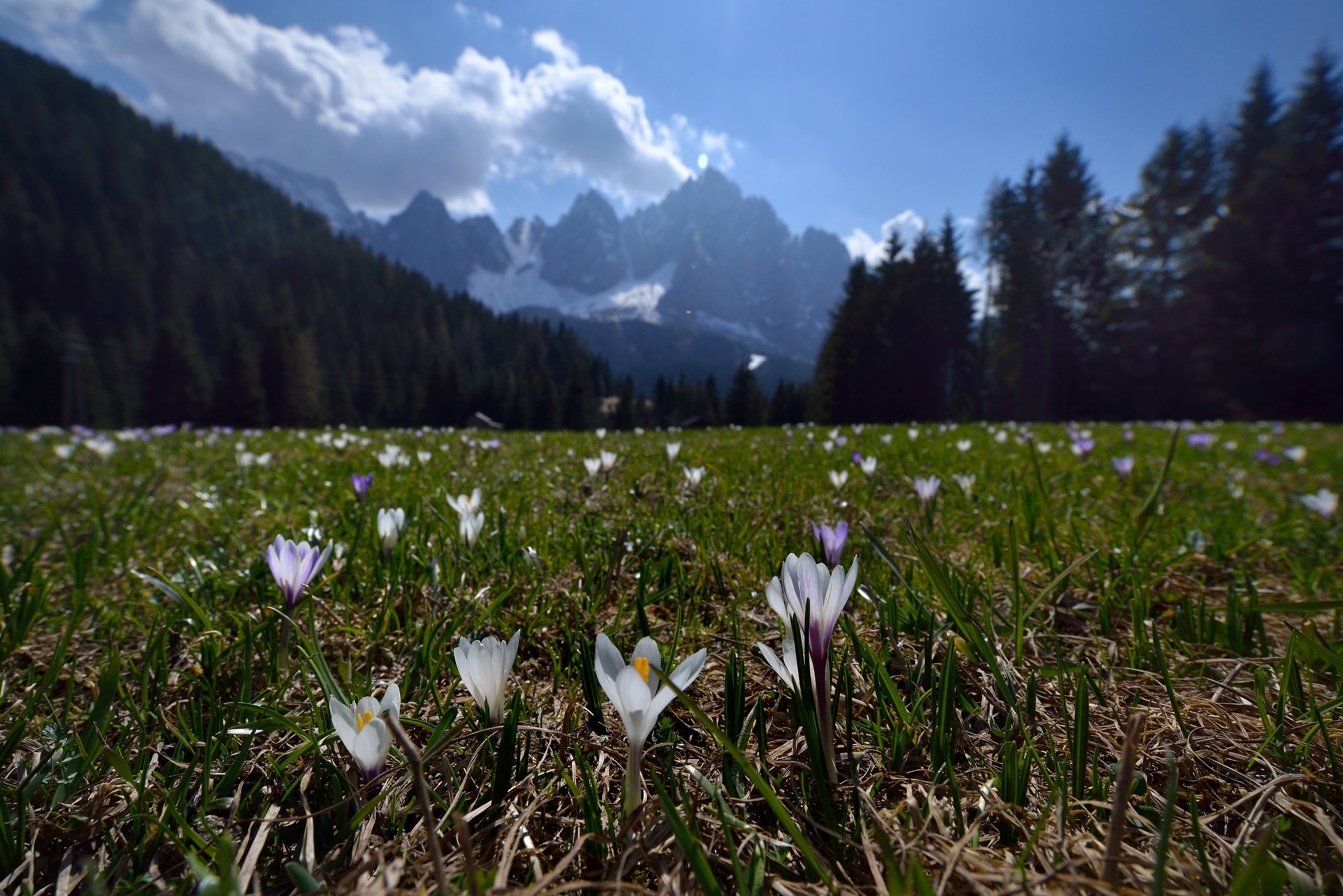 Primavera a Sappada..