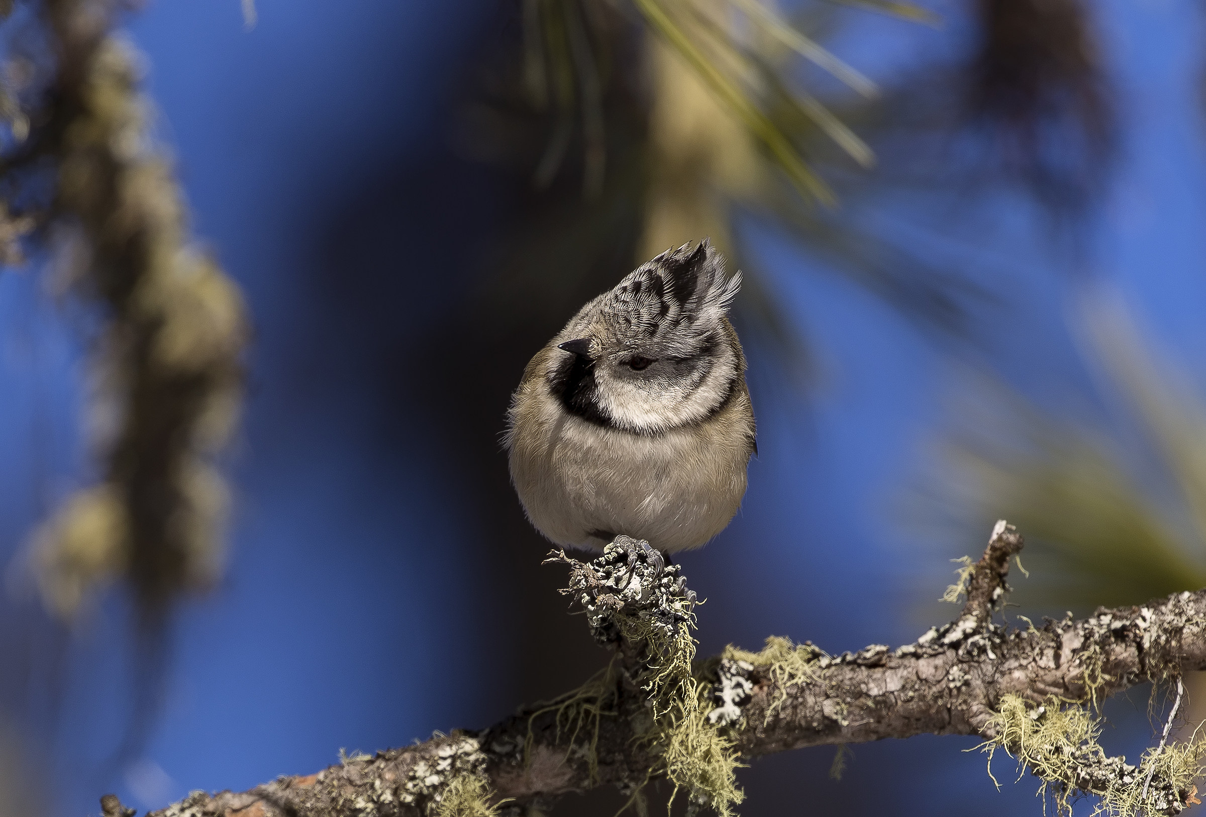 Crested Tit