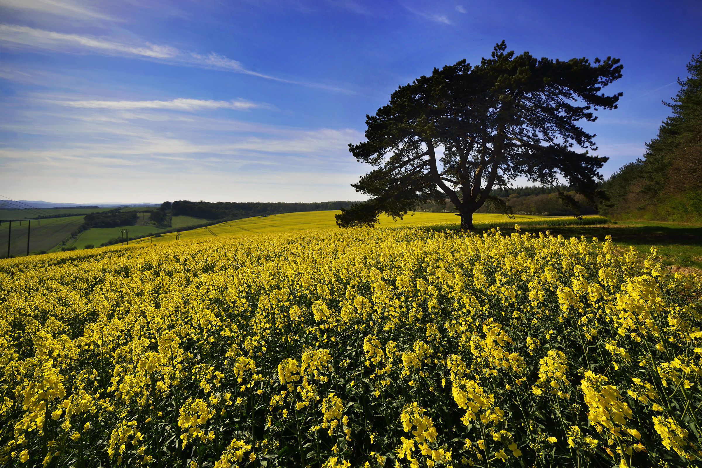 Albero in primavera Paesaggio 2017