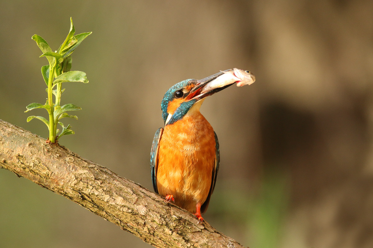 Kingfisher